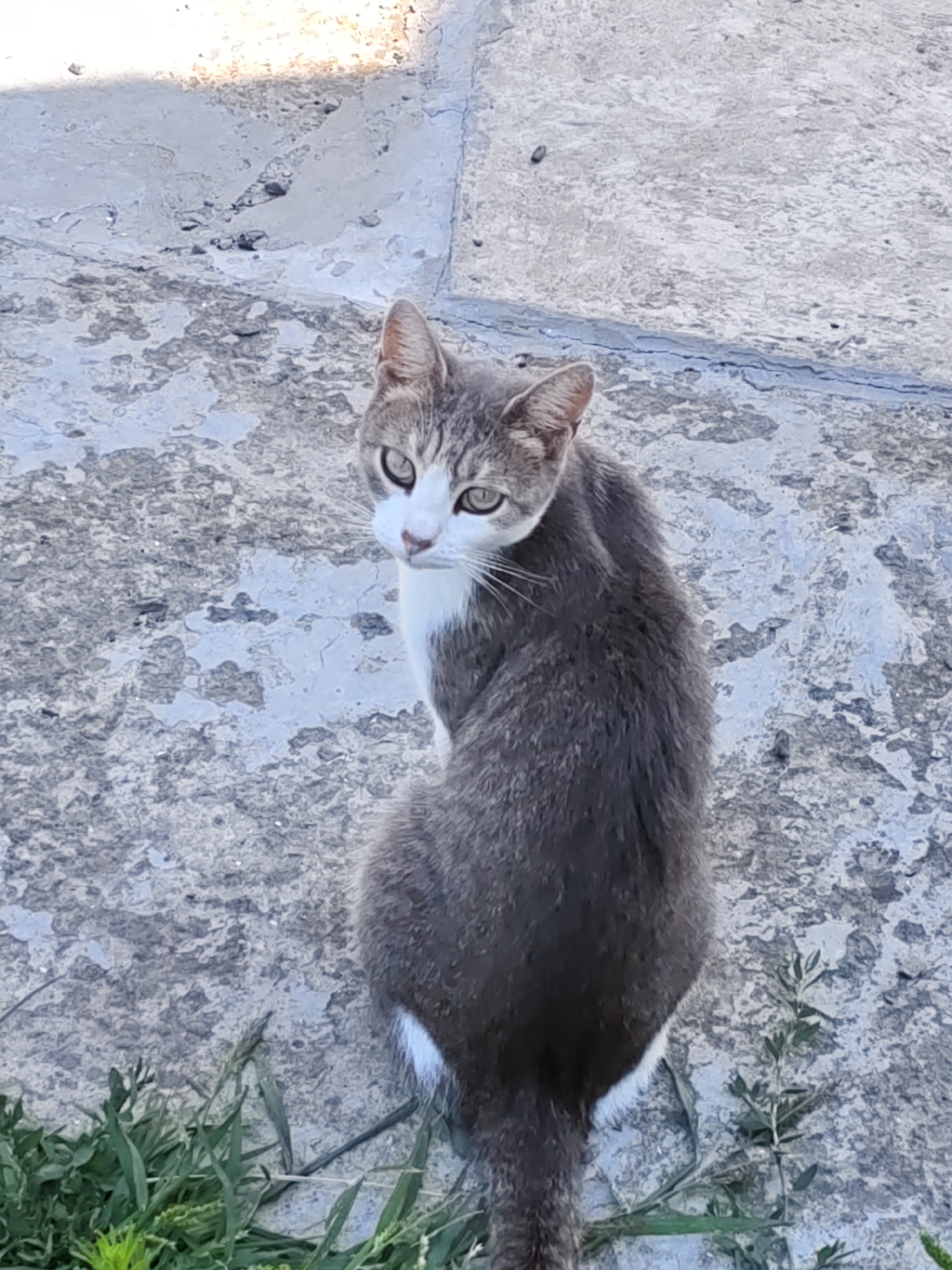 A grey and white cat sits on a concrete surface, looking over its left shoulder at the camera. The cat has green eyes and white markings on its face and chest. The concrete surface appears worn and textured. In the lower left and right corners of the image, green grass and small plants are visible. The scene suggests an outdoor setting.