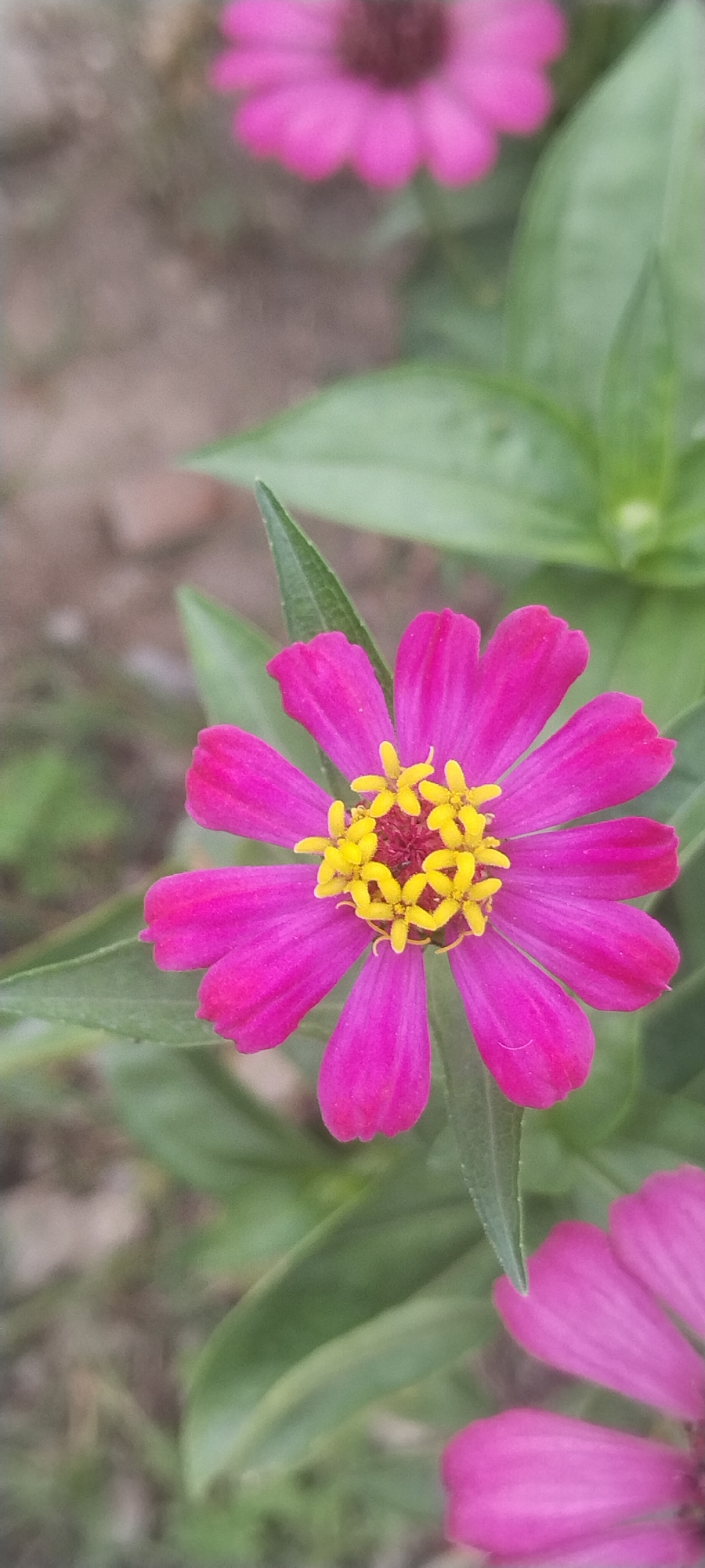 A close-up, vertical shot captures a vibrant pink zinnia flower in sharp focus, its delicate petals fanning out around a central cluster of bright yellow stamens. The flower's center is a deep reddish-purple. The background is softly blurred, featuring green leaves and the indistinct texture of soil, suggesting an outdoor garden setting. Another partially visible pink zinnia appears in the upper and lower portions of the frame, out of focus. The image is likely taken in Pulo Gedang, Indonesia, a region known for its lush flora.