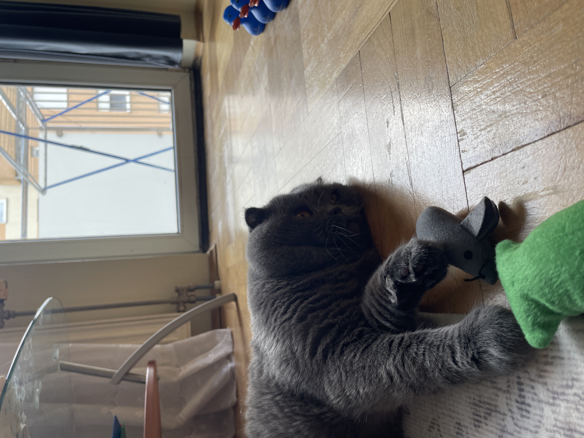 A grey domestic cat, resembling a British Shorthair, lies on its left side on a patterned off-white rug, extending onto a light brown wooden parquet floor. Its head rests on the floor, turned towards the viewer, with its eyes partially obscured. Its right paw is positioned over a grey fabric toy mouse. A green fabric object is partially visible in the immediate foreground, below the cat.
To the left of the cat, a glass-topped table with curved silver metallic legs is present. Behind the table, light-colored curtains are draped, and vertical metallic pipes are mounted against a wall. A small brown shelf or surface is partially visible beneath the glass table.
In the mid-ground, a large glass door or window serves as a portal to the exterior. Through the glass, a multi-story building with light orange or brown facade and white window frames is visible. A metallic structure, possibly a balcony railing or a clothes drying rack with blue criss-crossing lines, is positioned directly outside the window. A dark, possibly black, curtain hangs to the right of this glass exit.
On the wooden floor in the far right background, a row of three blue, duck-shaped toys with orange beaks is visible. The entire scene is brightly illuminated, suggesting natural light penetration. The location is an indoor space within the city of Unknown, Unknown.