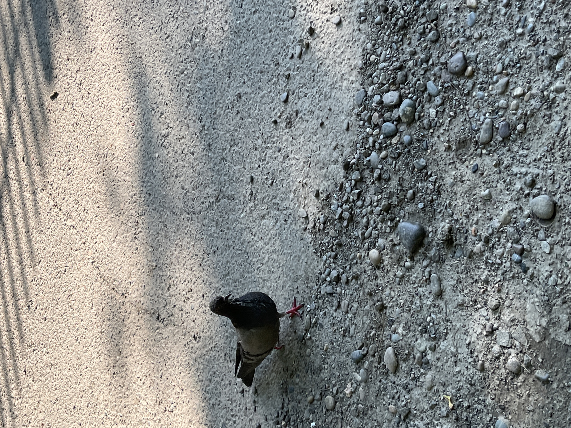 A pigeon stands on a gravelly, asphalt-like surface. The pigeon is dark gray with black markings on its chest and wings, and its legs are bright red. In the background, diagonal shadows are cast across the ground, suggesting the presence of an overhead structure. The ground is a mix of small stones and what appears to be rough asphalt or compacted dirt. The overall lighting suggests an outdoor scene during the day. The location is identified as Sosnovoborsk, Russia.