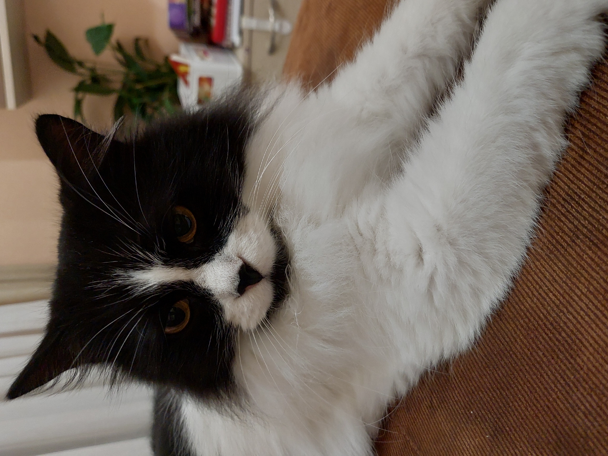 A black and white long-haired cat is lying on a brown textured surface. The cat's head is turned to the left. The location is unknown.
