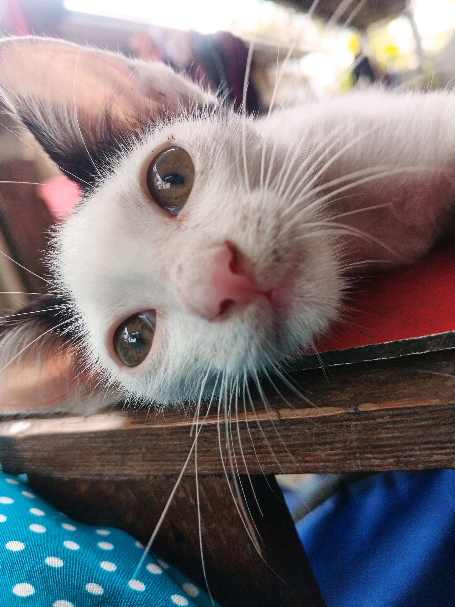 A close-up, eye-level, low-angle shot captures a white kitten lying on its side, its face prominently featured. The kitten's fur is primarily white with black markings on its ears. Its eyes, a warm brown, are wide open and gazing directly at the camera. A bright pink nose is visible, surrounded by numerous white whiskers. The kitten appears to be resting on a wooden surface with a textured grain, positioned atop a bright red object. In the lower left portion of the frame, a blue fabric with white polka dots is visible. The background is softly blurred, suggesting an outdoor or partially lit environment. There is no indication of the specific location within the city of Kadu, Indonesia.