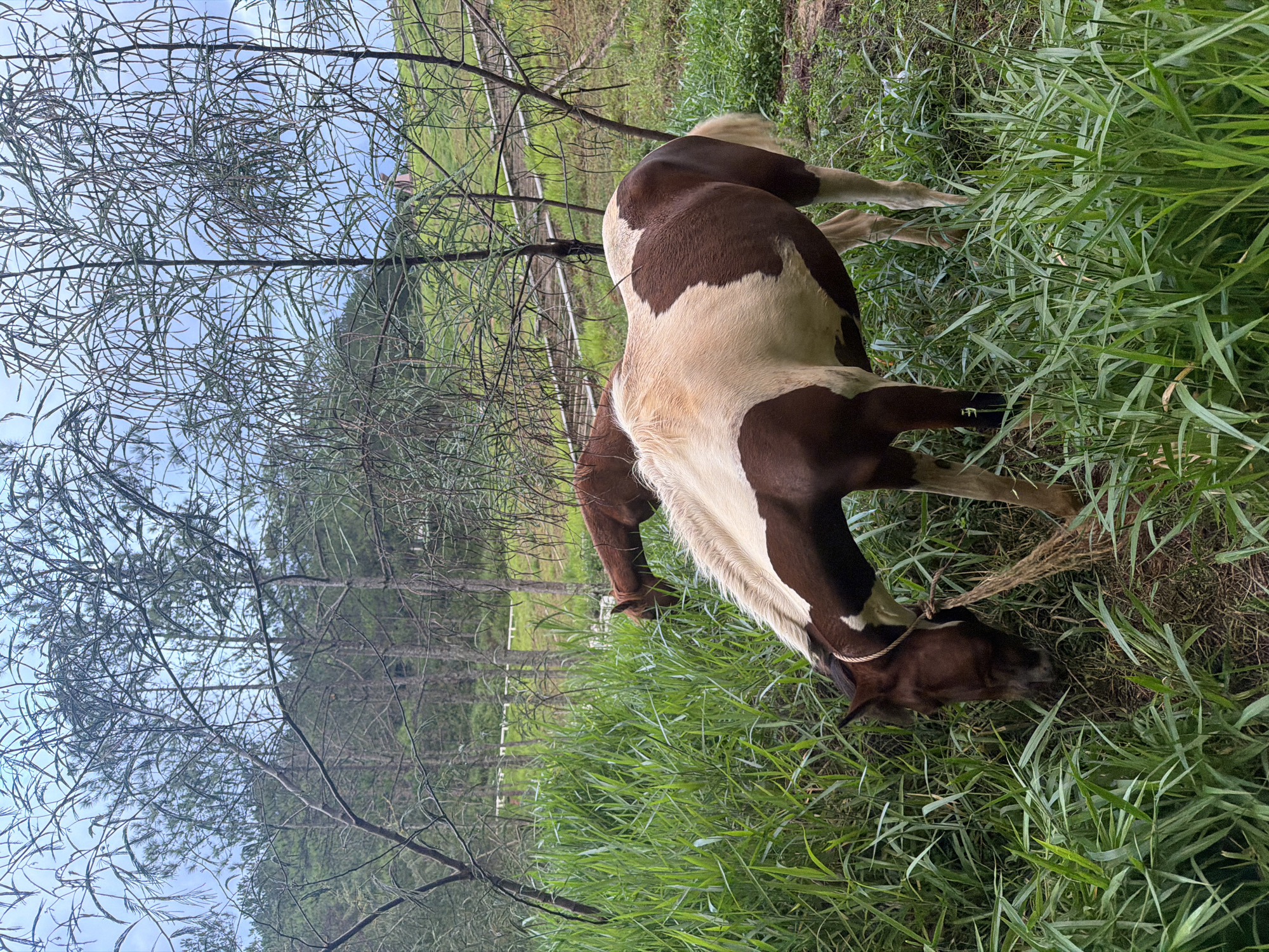 Two horses graze in a lush grassy area at the Da Lat Flower Park in Da Lat, Vietnam. The horse in the foreground is piebald, with patches of brown and white. It is tethered by a rope to its muzzle and is actively eating grass. The second horse, positioned behind the first, is a solid brown color and is also grazing. Both horses appear calm and are surrounded by tall, green grass and thin, bare trees. In the background, a gentle slope is visible with more trees and a cloudy sky overhead.