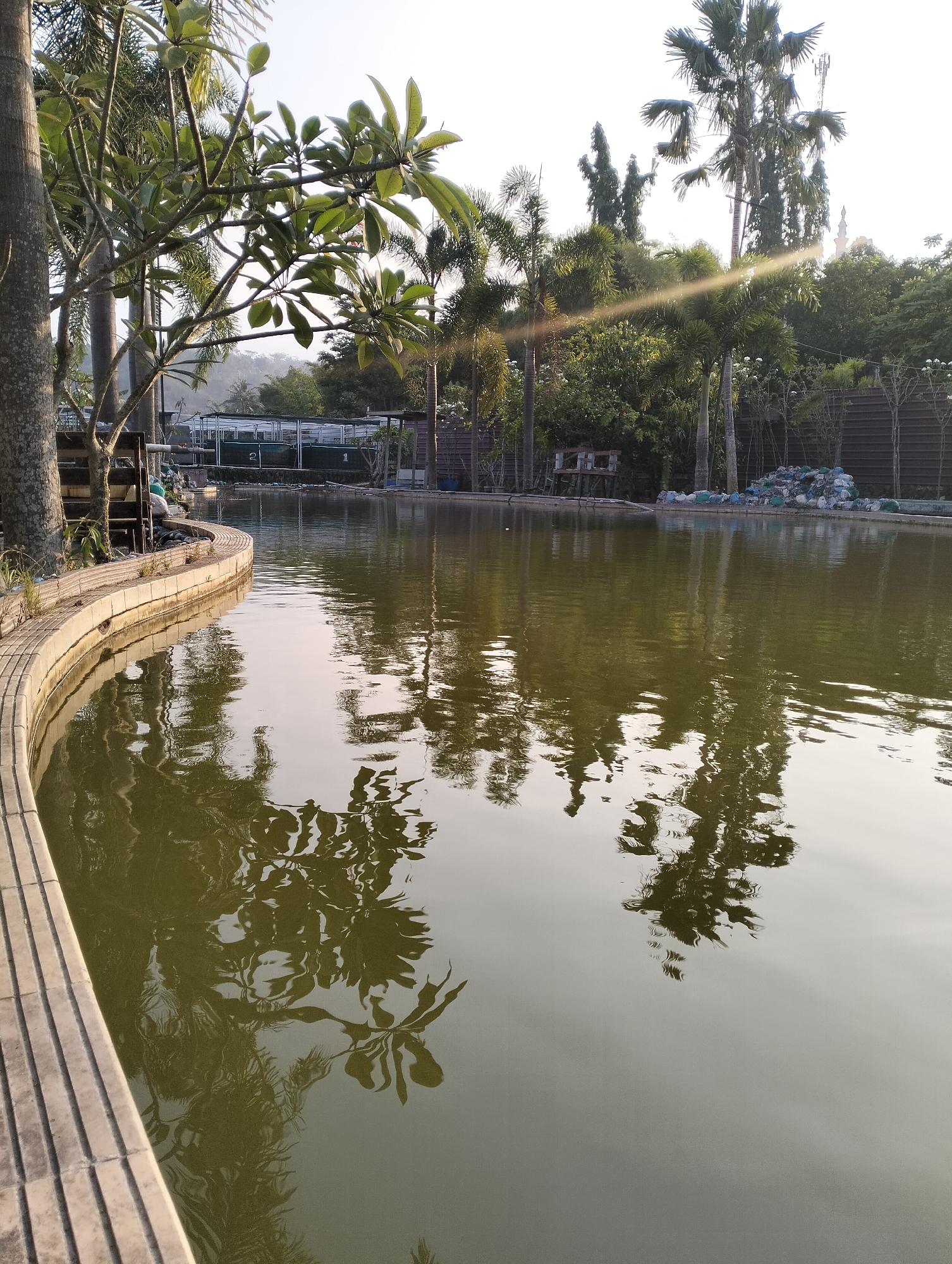 The image depicts a tranquil outdoor scene at a pond in Ungaran, Indonesia. The pond is surrounded by lush greenery, including various types of trees and palm trees, with a clear sky overhead. The water in the pond is calm, reflecting the surrounding vegetation and trees. The edge of the pond is lined with light-colored, textured tiles, creating a defined border. In the background, there are some structures, possibly part of a facility or park, and a fence made of wooden planks. A sunbeam pierces through the trees, casting a warm glow on the scene. The overall atmosphere is serene and natural.