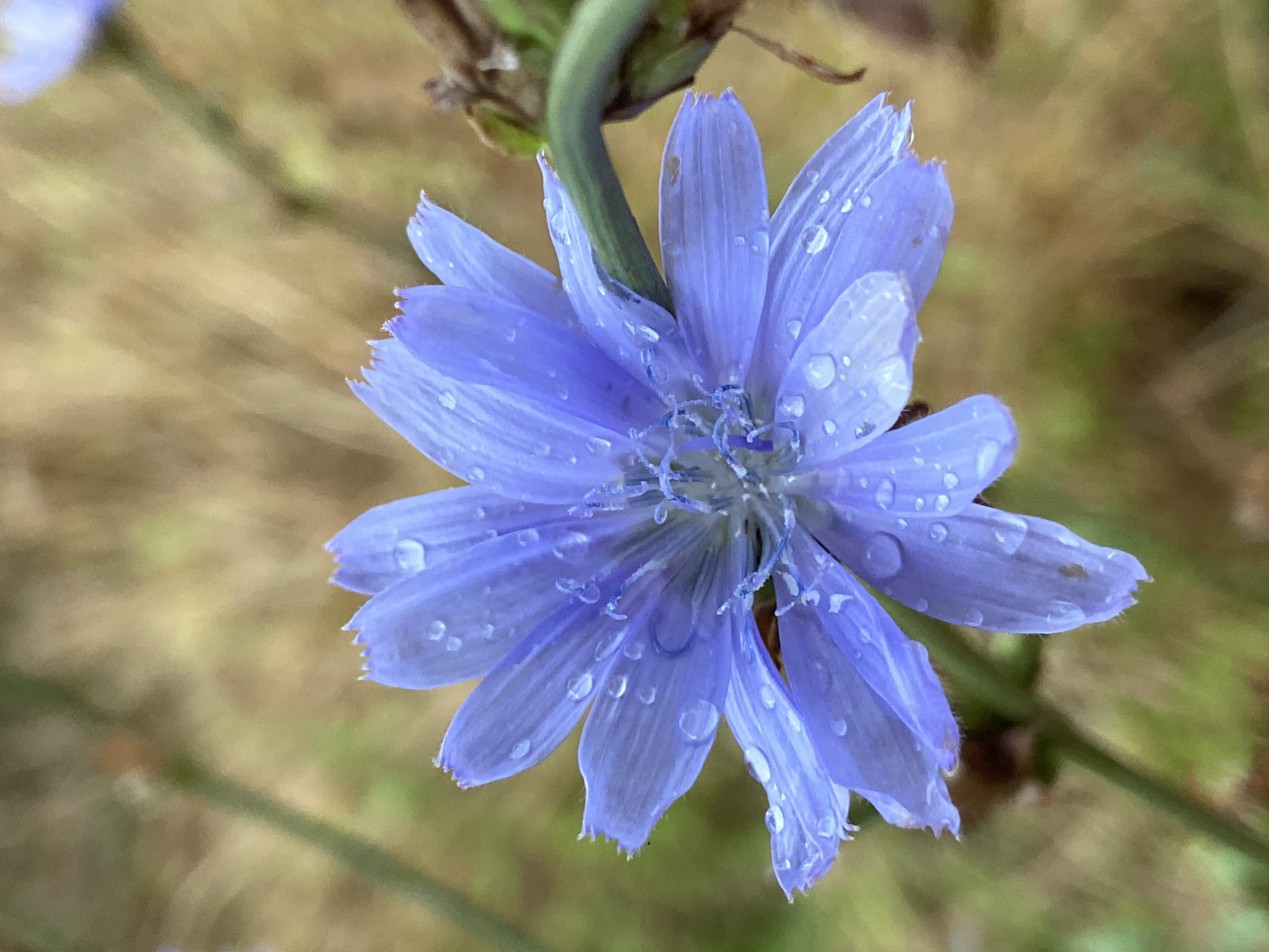 A close-up, eye-level shot captures a single, dew-covered blue chicory flower in a natural outdoor setting. The flower is the primary subject, with its delicate, light-blue petals showing the distinct serrated edges. Numerous water droplets are scattered across the petals, reflecting the light and adding a sense of freshness. The center of the flower is a cluster of delicate, light-blue stamens. A green stem curves into the frame from the right, supporting the flower. The background is softly blurred, showcasing a mix of muted greens and browns, suggesting a grassy or wooded environment. The lighting appears natural, possibly from an overcast sky, as there are no harsh shadows. The image is sharpest on the flower, with the background falling into a gentle bokeh.