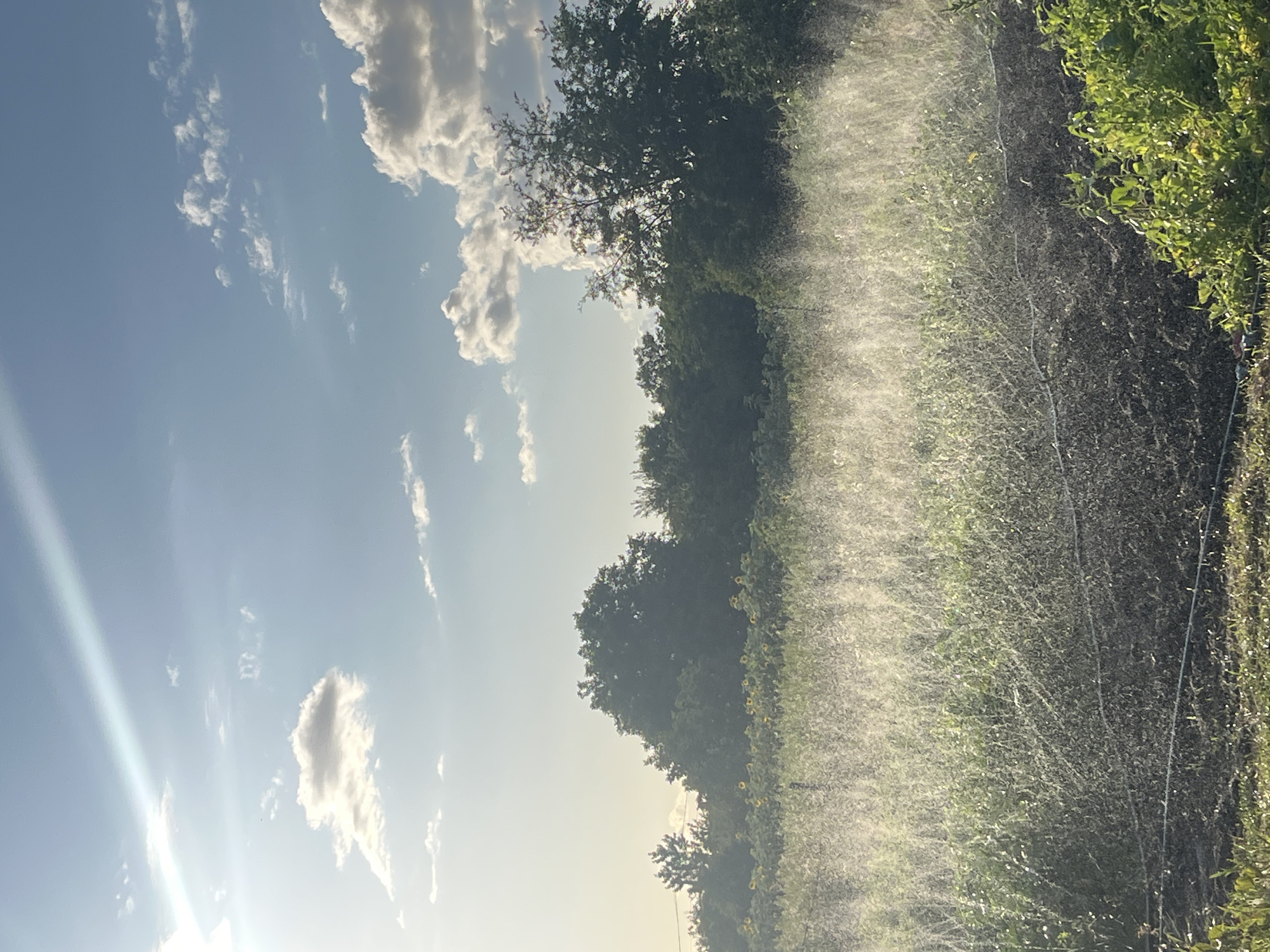 The image depicts a sun-drenched agricultural field, likely in the countryside, given the absence of urban structures. In the foreground, a field of crops is being irrigated by sprinklers, creating a misty haze that catches the sunlight. The crops appear to be low-lying plants, possibly vegetables or herbs, with visible irrigation lines running through them. In the mid-ground, a dense line of trees forms a backdrop, with a field of sunflowers visible between the foreground crops and the trees. The background is dominated by a bright blue sky with scattered white clouds and a distinct sunbeam cutting across the frame from the upper left. The overall impression is one of a fertile landscape bathed in natural light, with active irrigation suggesting agricultural cultivation. There are no people or animals visible in the image.