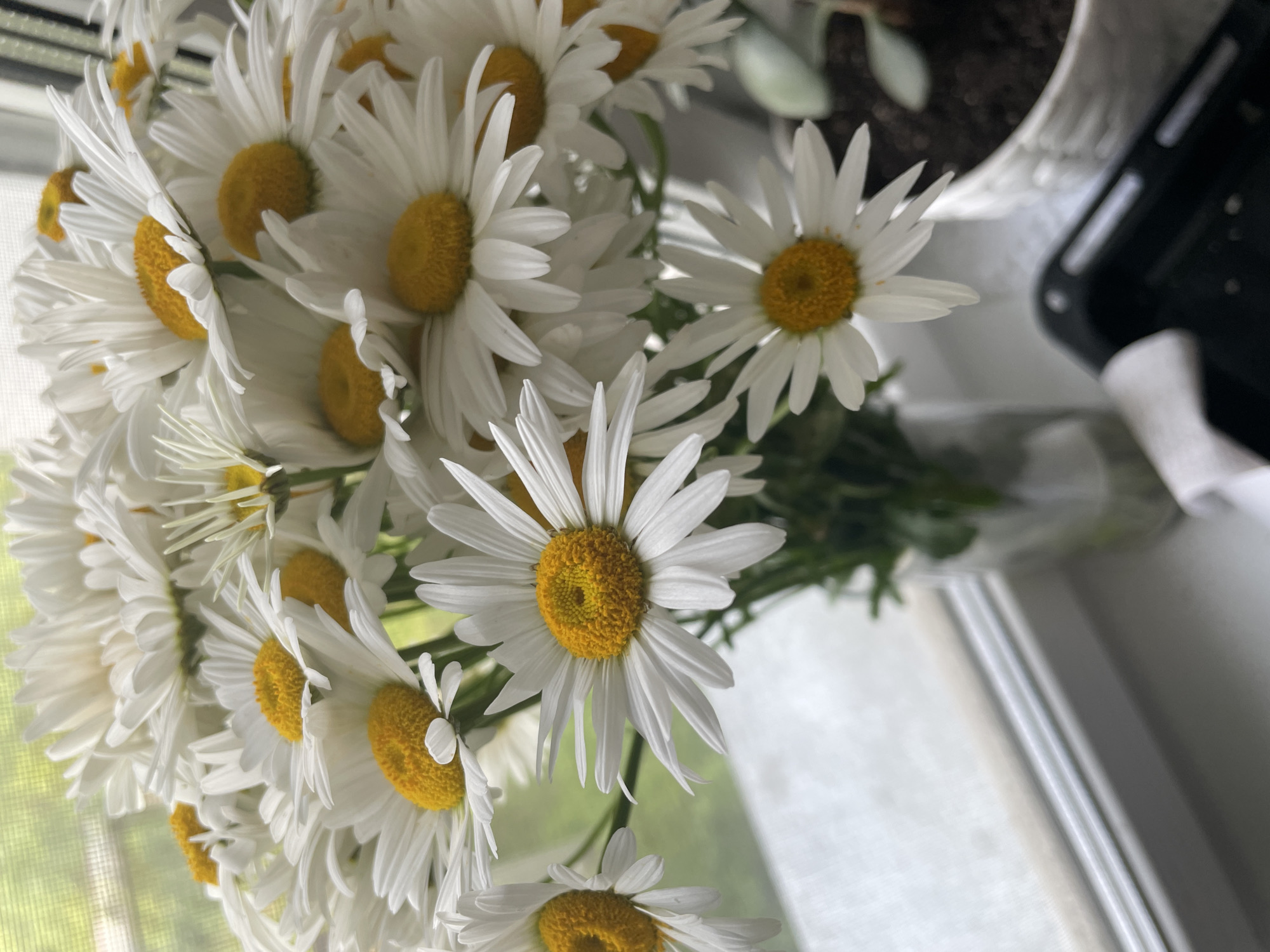A bouquet of white daisies with yellow centers is displayed in a clear glass vase. The vase sits on a white windowsill, with a window and greenery visible in the background. To the right of the vase, a potted plant with dark soil is partially visible. In the foreground, a black object with a textured surface is present. The overall lighting suggests an indoor setting with natural light.