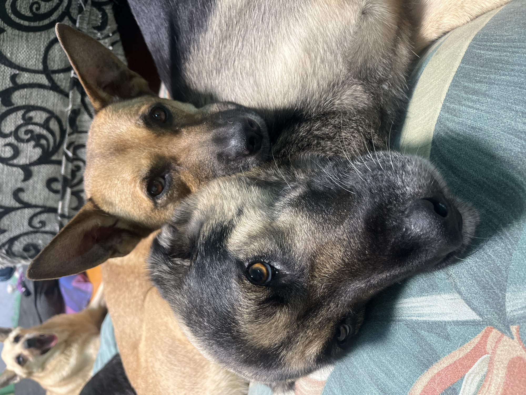 Two dogs are lying down on a patterned surface. The dog in the foreground, on the left, is a German Shepherd mix with black, tan, and grey fur. Its head is resting on the other dog's back, and its left eye is visible and looking towards the camera. The dog in the background, on the right, is a tan-colored dog, possibly a mixed breed. Its head is resting near the other dog's head, and its brown eyes are looking forward. In the far background, another tan dog is visible, appearing to yawn. The surface they are lying on is a teal and cream colored fabric with a floral pattern. The background includes a dark patterned upholstery and hints of purple and orange fabric. The lighting is warm and appears to be natural. The scene suggests a relaxed and domestic setting, potentially a living room or bedroom. There is no information available to place this image within the city of Nizhny Tagil, Russia.