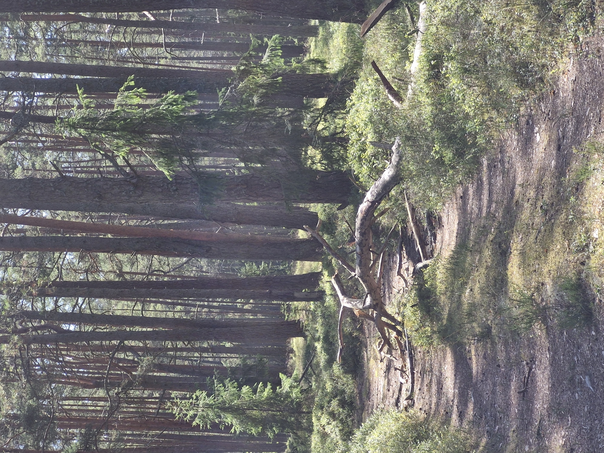 The image depicts a sun-dappled forest path in Mērsrags, Latvia. Tall, slender pine trees with rough, brown bark dominate the background, their branches forming a dense canopy that allows shafts of sunlight to filter through. The forest floor is covered with a mixture of fallen pine needles, leaves, and sparse green undergrowth. A weathered, fallen tree trunk lies across the path in the foreground, its gnarled branches creating a natural obstacle. The overall impression is one of a serene and untouched natural environment.