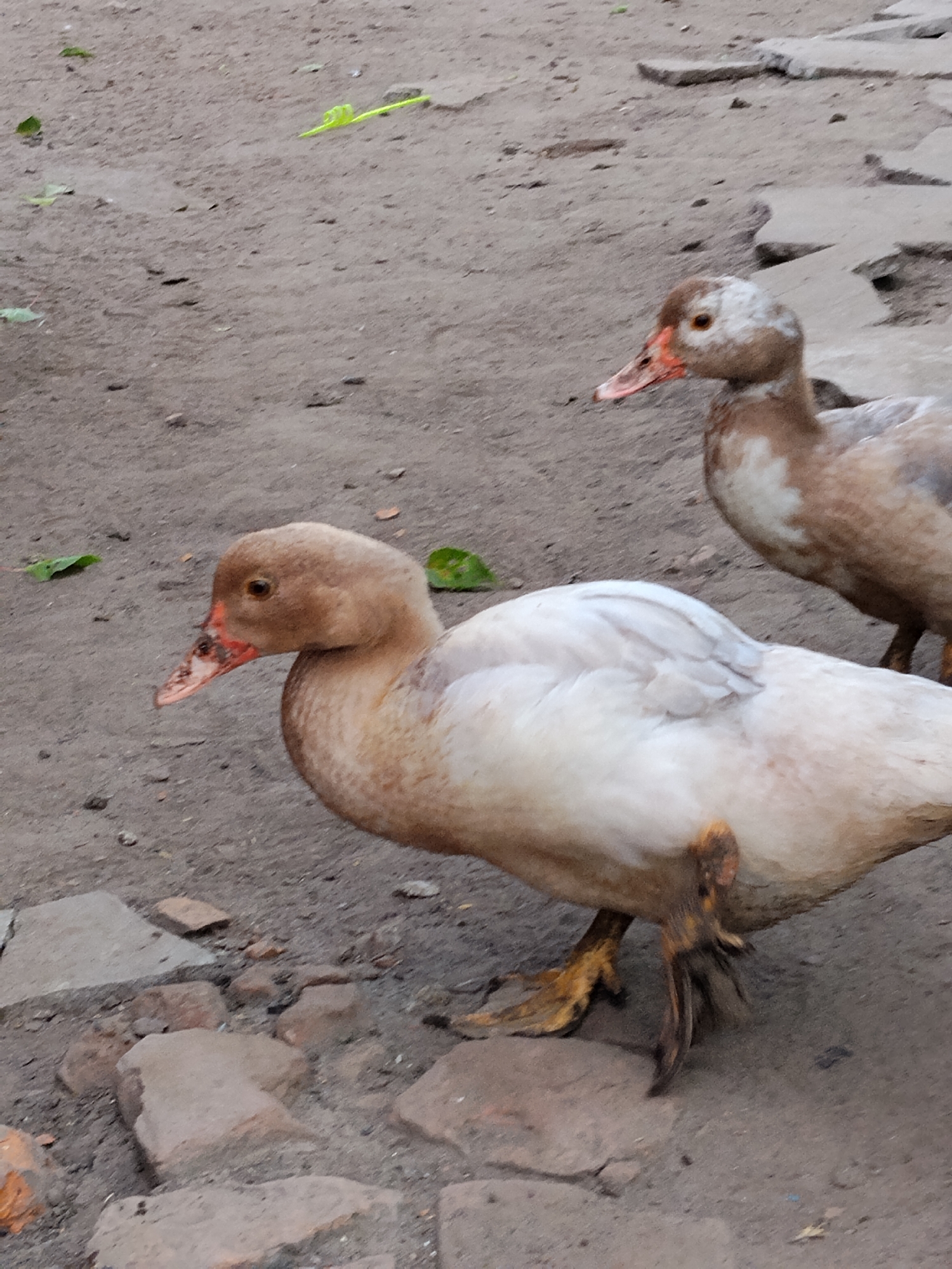 Two ducks are standing on a dirt and gravel ground. The duck in the foreground is predominantly white with some light brown markings on its head and neck. Its beak is pinkish-orange with dark speckles. The duck in the background has brown and white plumage and is facing to the left. The environment appears to be outdoors, possibly a rural area or farm, given the natural ground and the presence of rocks and a few scattered green leaves. There is no indication of Ustyvytsia, Ukraine within the image itself.