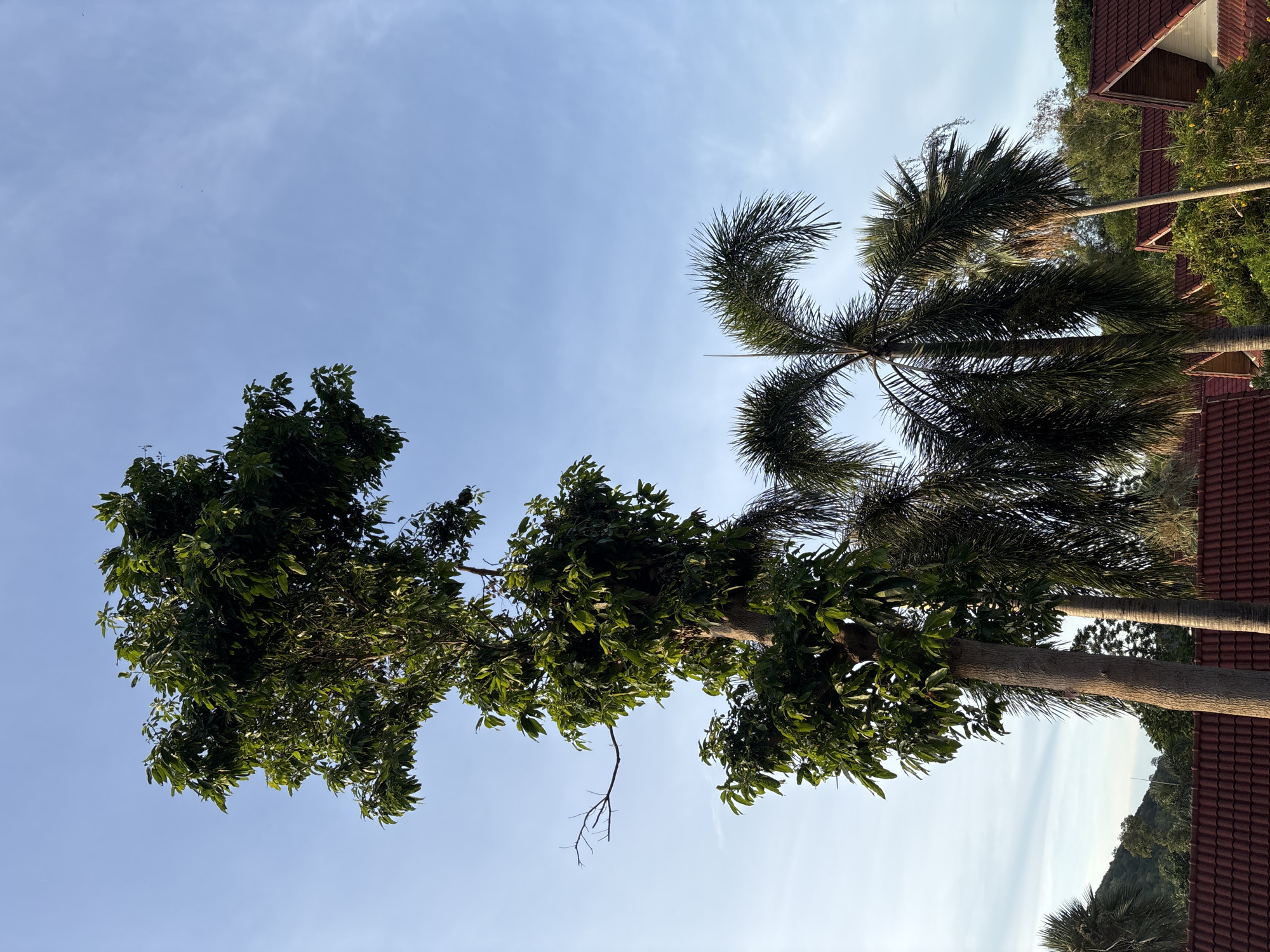 This low-angle shot captures a clear blue sky with a few wispy clouds, providing a backdrop for lush green trees and the distinctive fronds of palm trees. The perspective looks up towards the canopy, with the foliage dominating the foreground and midground. Two prominent trees are visible: one with a dense crown of broad leaves, and a palm tree with its characteristic feathery fronds arching outwards. In the upper right and along the right edge of the image, the reddish-brown tiled roofs of buildings peek through, suggesting a tropical or subtropical setting, possibly a resort or residential area. The sunlight suggests it is daytime, and the brightness of the sky indicates fair weather. There is no visible text in the image.
