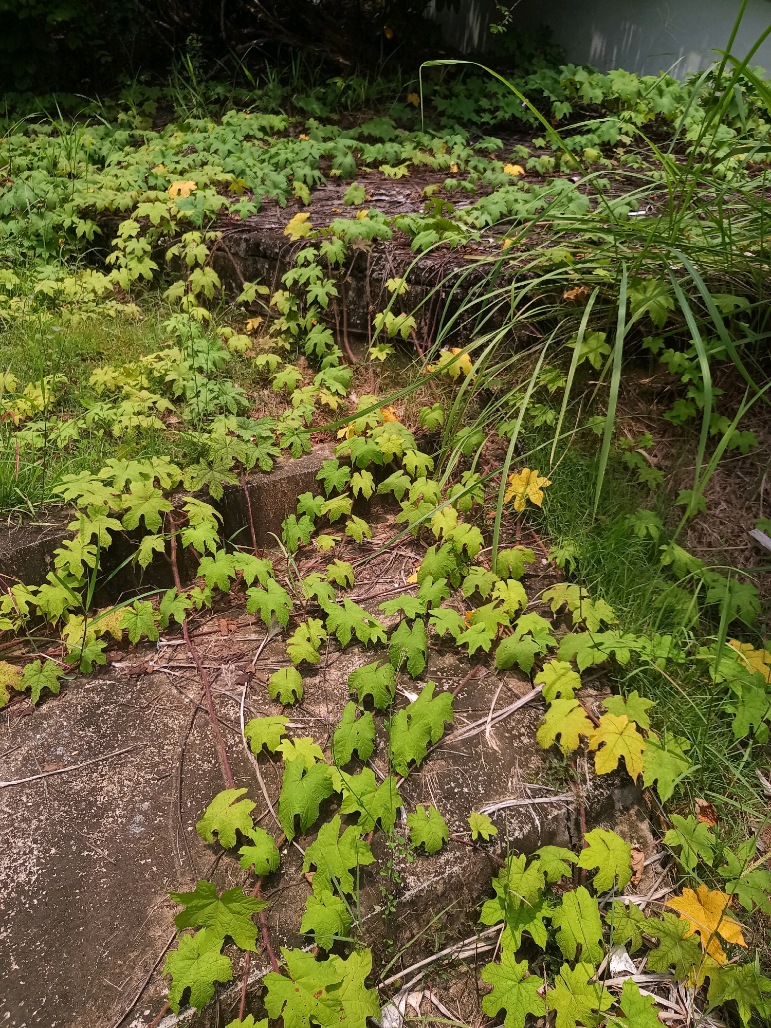 The image depicts a ground-level view of an outdoor area overgrown with vegetation, likely in a neglected or naturalized urban setting. The primary subject is a dense covering of vibrant green, lobed leaves, appearing to be a type of vine or ground cover plant, interspersed with some yellowing leaves. These plants are growing over and around concrete structures, possibly the remnants of a pathway, wall, or garden feature. The concrete itself is weathered and shows signs of age and wear. Tall, thin green grass is also visible, particularly on the right side of the frame, and further in the background, darker foliage and branches suggest trees or dense undergrowth. A white structure, possibly a wall or building, is faintly visible in the upper right corner, bathed in diffused light. There are no people, animals, or discernible human activities in the image. The scene is characterized by natural overgrowth and decay, creating a somewhat wild and untamed appearance. The lighting suggests it is daytime, with soft shadows indicating an overcast or shaded environment. The location in Sai Thai, Thailand, implies a warm, humid climate conducive to such lush plant growth.
