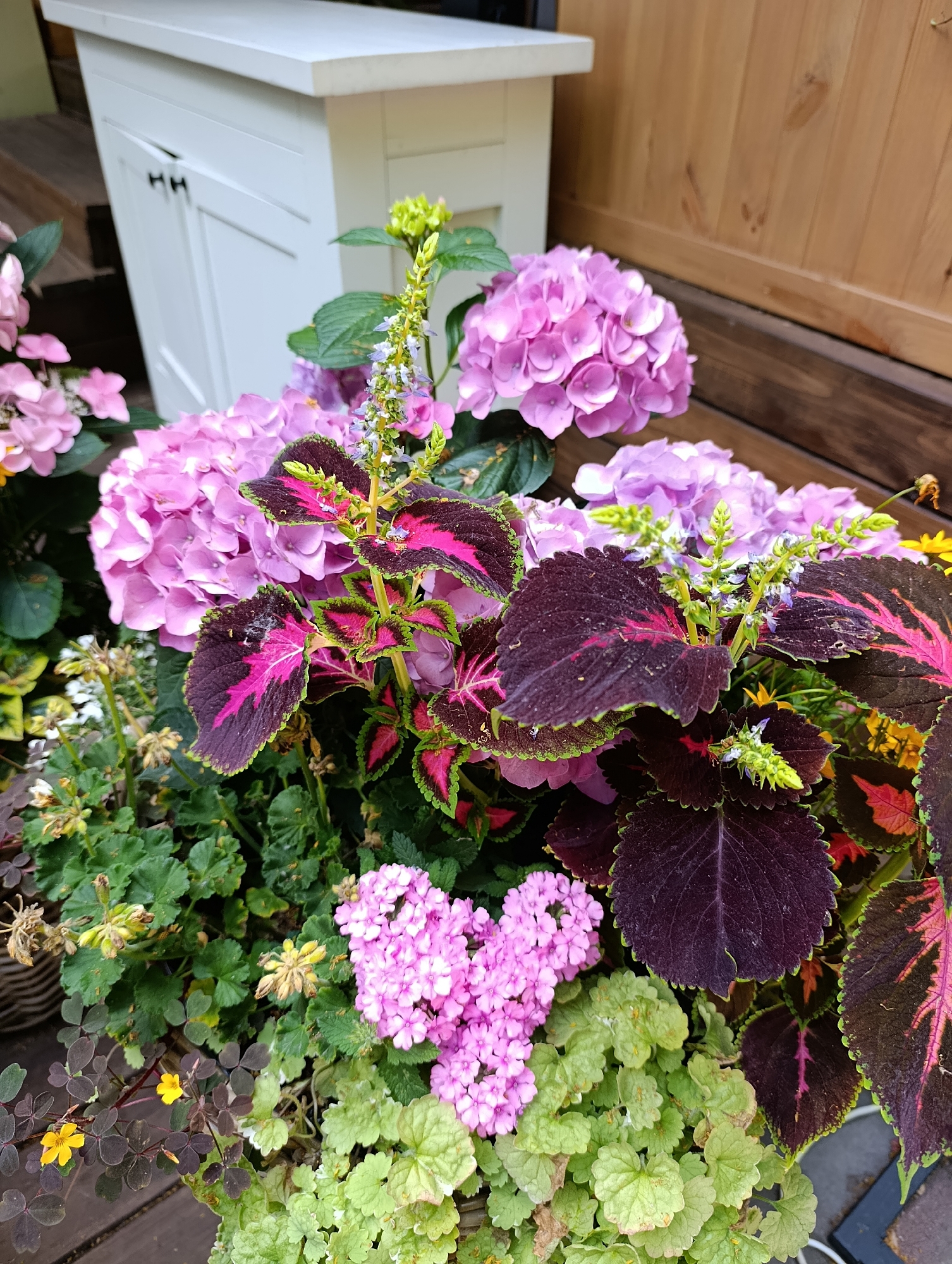 This is a close-up, eye-level, outdoor photograph of a planter filled with various plants, including pink hydrangeas, coleus with dark purple and pink leaves, and smaller pink and green foliage plants. A white cabinet with two doors and black handles is visible in the background on the left. The planter sits on a wooden deck or floor. The scene is well-lit, suggesting daytime. The image does not contain any people or observable actions or interactions. The location is identified as Kyiv, Ukraine, but there are no specific landmarks or contextual clues within the image to support this.