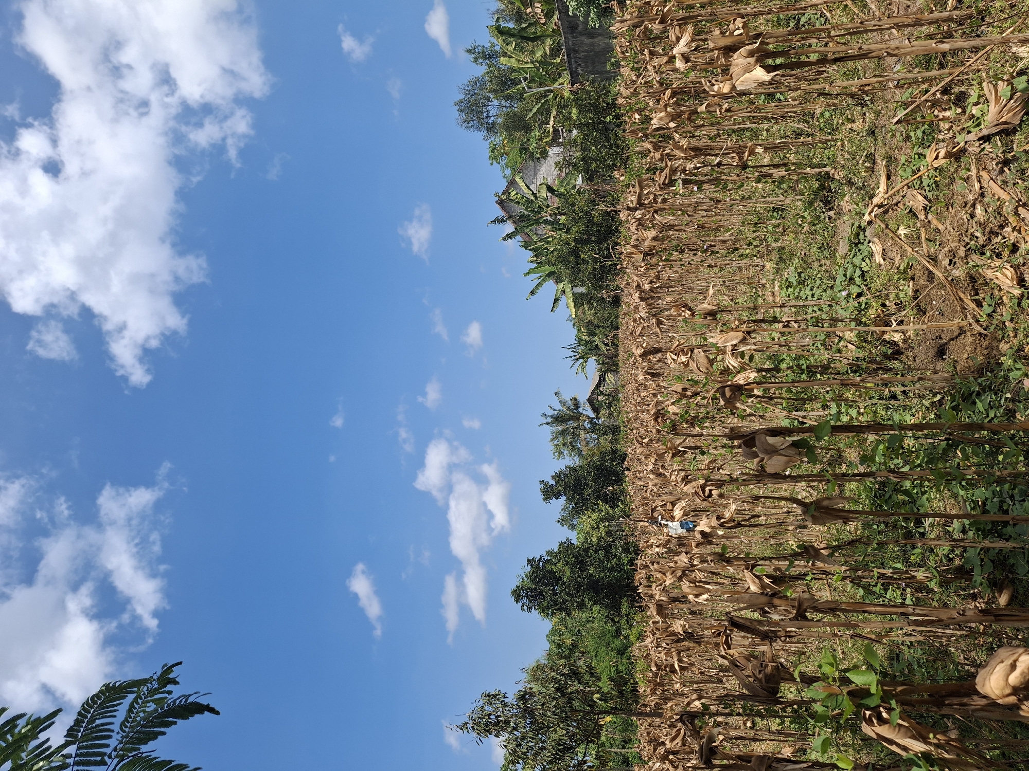 A field of dry corn stalks stands under a bright blue sky with scattered white clouds. In the background, lush green trees and a house with a tiled roof are visible. A person wearing blue is partially visible amidst the stalks in the middle ground. The ground is covered with dry leaves and some green undergrowth.