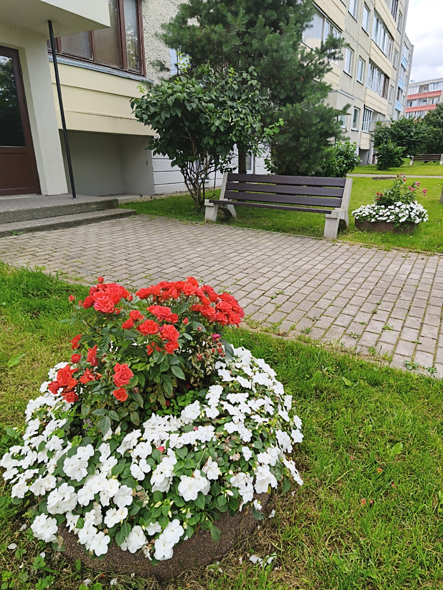 A low-angle, eye-level shot captures a residential building entrance and its surrounding green space in Tallinn, Estonia. The building features a concrete facade, brown doors, and windows. Adjacent to the entrance is a small evergreen tree and a bush. A paved walkway with interlocking bricks leads away from the entrance, flanked by a well-maintained lawn. A dark brown wooden bench with concrete legs sits on the grass beside the walkway. In the foreground, a large flower planter overflows with vibrant red roses and delicate white flowers. Another planter with white flowers is visible further down the walkway. The overall scene conveys a sense of urban tranquility, with a focus on the greenery and floral displays complementing the residential architecture.