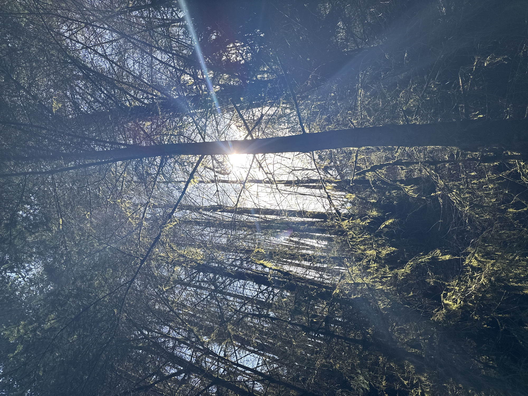 The image captures a low-angle perspective looking directly upwards into a dense forest canopy. Numerous tree trunks and a complex network of branches fill the frame, creating a tangled pattern against the sky. Many of the branches, particularly on the right side and upper left, are covered in vibrant green moss, which glows brightly where it catches the sunlight.
The sun is prominently featured in the upper central portion of the image, appearing as a brilliant orb of light. It casts strong sun rays and a noticeable lens flare that stretches diagonally across the frame, illuminating portions of the branches and highlighting their texture. The sun's powerful backlighting silhouettes many of the branches, making them appear dark against the brighter sky.
Patches of clear, light blue sky are visible through the gaps in the dense foliage, suggesting a bright and sunny day. The overall impression is one of being deep within a forest, with light filtering dramatically through the overhead branches. There are no visible people, man-made objects, or discernible text. The scene evokes a sense of natural tranquility and immersion within nature.