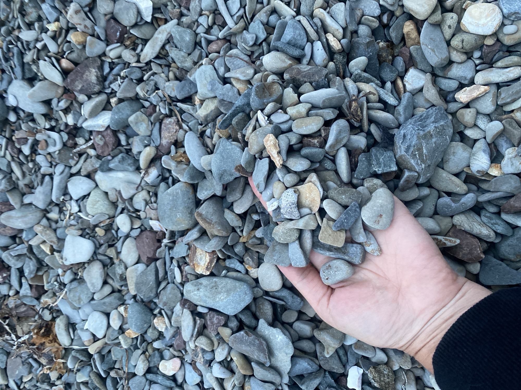 A close-up, overhead shot shows a person's hand holding a handful of smooth, grey and brown stones. The hand is in the lower left of the frame, with the person wearing a black sweater. The stones fill the rest of the frame, with some small twigs and dry leaves mixed in. The scene is on a beach in Korsakov, Russia.