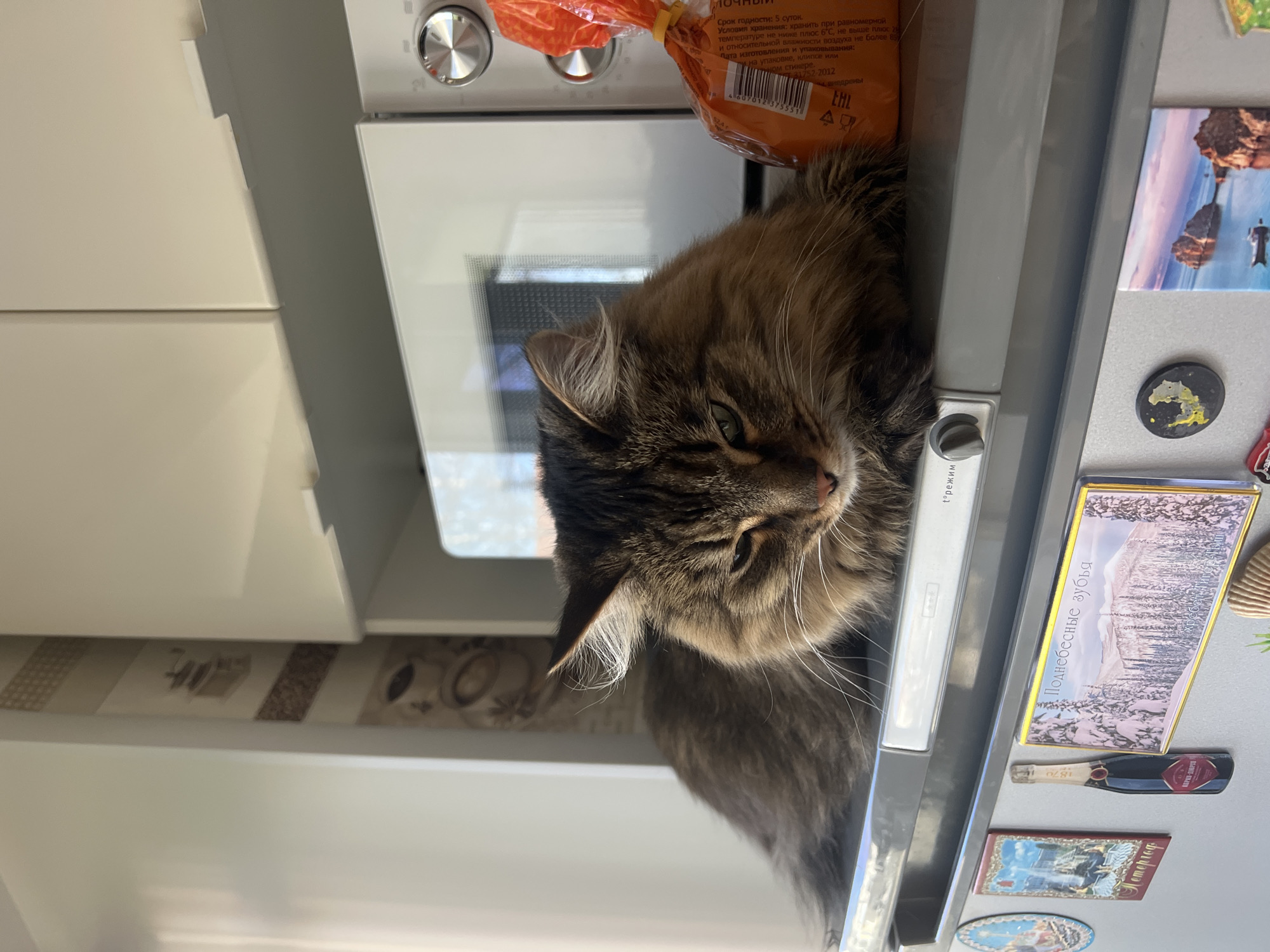 A medium shot captures a brown and gray tabby cat lying on top of a white microwave oven. A sealed orange bag rests near the cat's head. The side of the microwave is magnetized with several souvenir magnets including a picture of mountains with text "Поднебесные зубья," a small bottle of champagne, and a scenic shot of Petergof. The text on the food bag contains Russian text about the product expiration and storage, with the text "внедрены EHL."