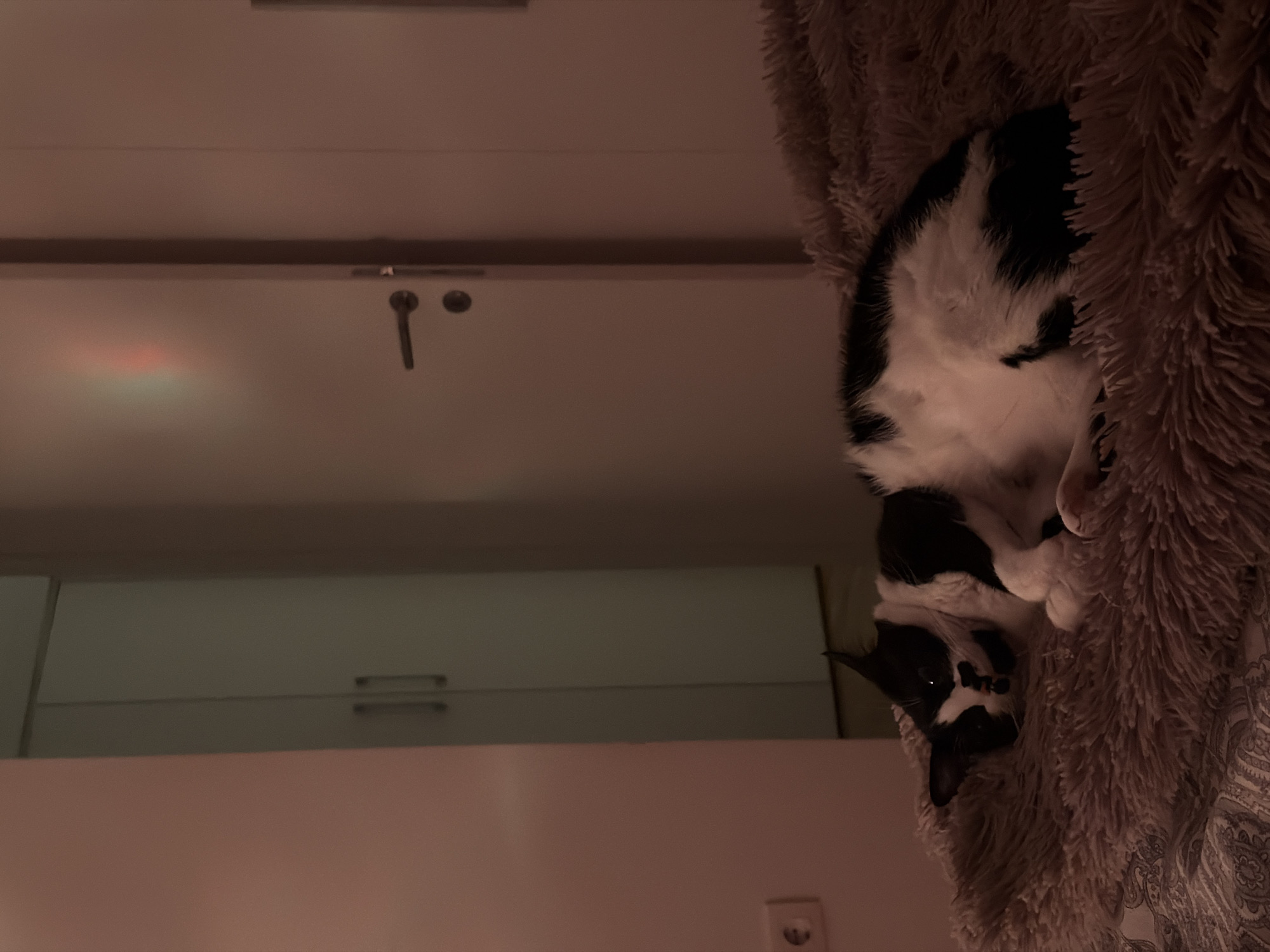 A black and white cat is nestled in a fluffy blanket. The cat is positioned in the upper right portion of the frame. A white cabinet with silver handles is in the background. Above the cabinet, a wall is visible with a light fixture. A European style power outlet is visible in the bottom left corner. The image was taken indoors. The location is potentially in Belgrade, Serbia.