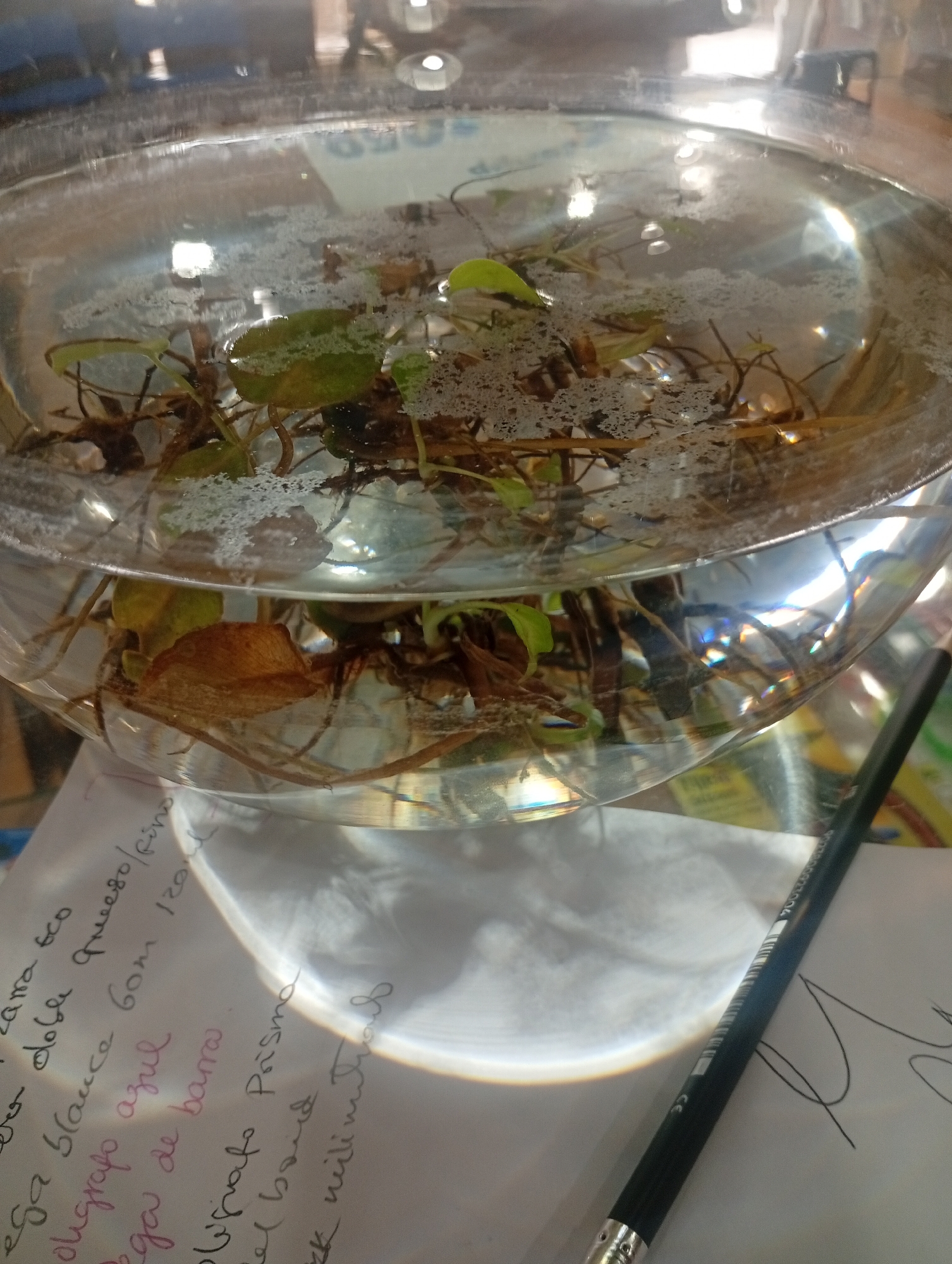 The image shows a close-up view of a glass bowl containing water and aquatic plants, with a piece of paper and a pencil in the foreground. The bowl is filled with clear water, and several green and brown aquatic plants with visible roots are submerged within it. The surface of the water has a frothy or bubbly appearance in some areas, possibly due to plant respiration or surface tension. Light refracts through the curved glass of the bowl, creating bright highlights and rainbow-like distortions on the water and surrounding objects.
In the foreground, a white sheet of paper with handwritten text in Spanish is partially visible. The text appears to be a list or notes, with words like "eco," "blanca," "azul," "Prisma," and "barro" discernible. To the right of the paper and bowl, a black pencil with a silver tip is positioned diagonally across the frame, resting on the paper. The pencil has some markings and a barcode visible.
The background is blurred but suggests an indoor setting with hints of furniture and artificial lighting. The overall impression is a still-life composition focused on the plant-filled bowl and the writing materials. There is no specific indication of the city of Juan Griego, Venezuela, within the image itself. The description is purely based on the visual elements present in the photograph.