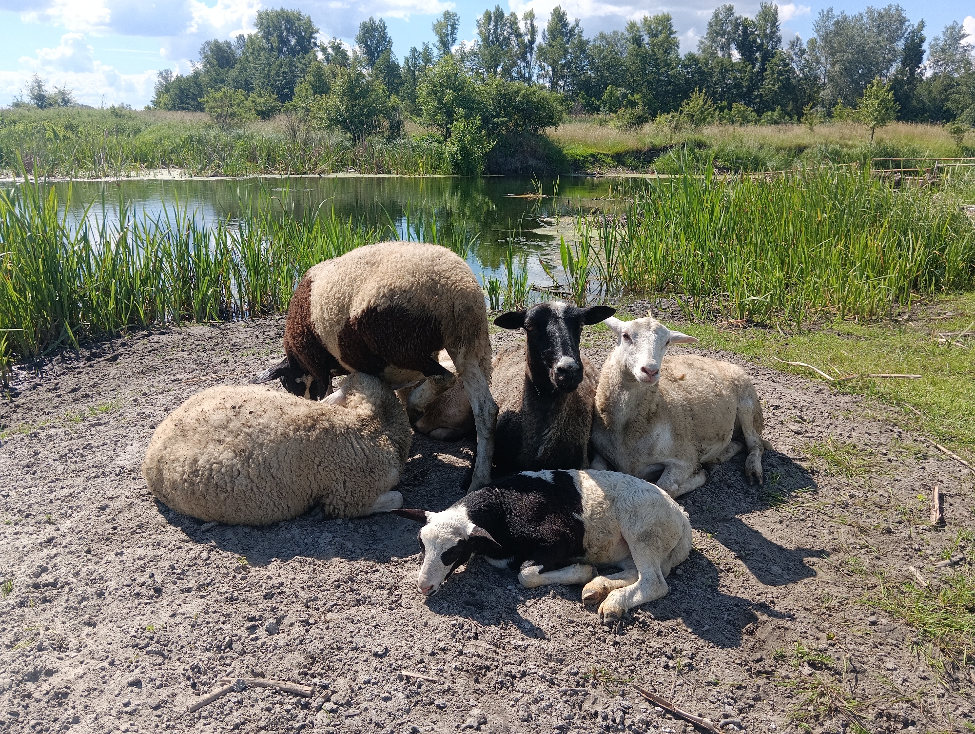 In an outdoor scene, five sheep rest on dry, sandy ground near a body of water. The water is bordered by reeds and lush green vegetation. A line of trees forms the background, with a bright, partly cloudy sky overhead. One sheep, a lamb with black and white markings, lies down with its head resting on the ground. Another white sheep lies to its right, facing the viewer. A black-faced sheep sits between the white sheep and a large brown and white sheep. The brown and white sheep stands with its head down. The image is captured in natural light, suggesting it was taken during the daytime.
