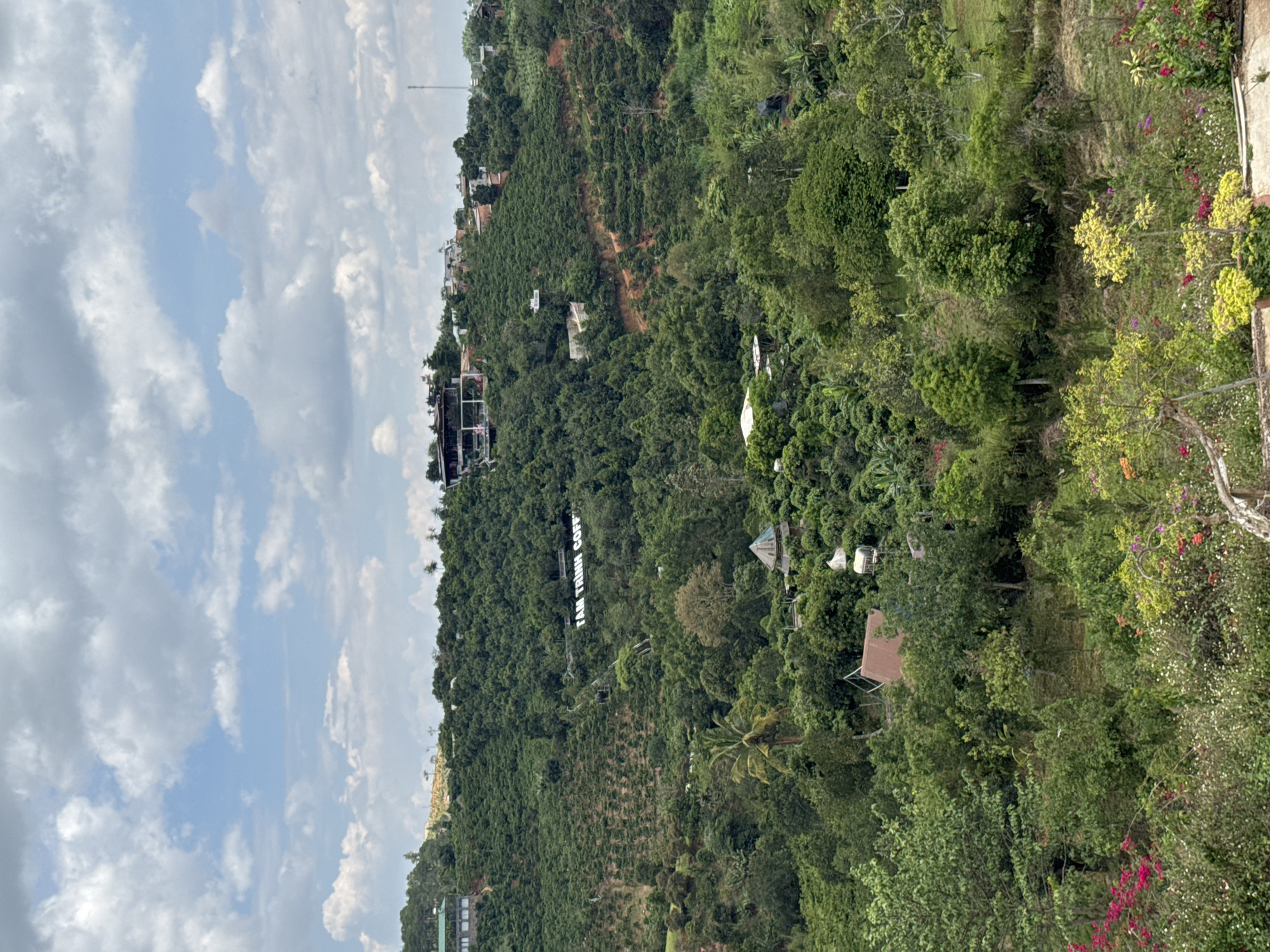 The scene captures a lush, green hillside in Thôn 3, Vietnam, dotted with vegetation and structures. In the distance, buildings are visible near the hill's peak. Along the hillside, the words "TAM TRINH COFFEE" are spelled out. The foreground features dense trees and flowering plants. A cloudy sky occupies the left side of the image.
