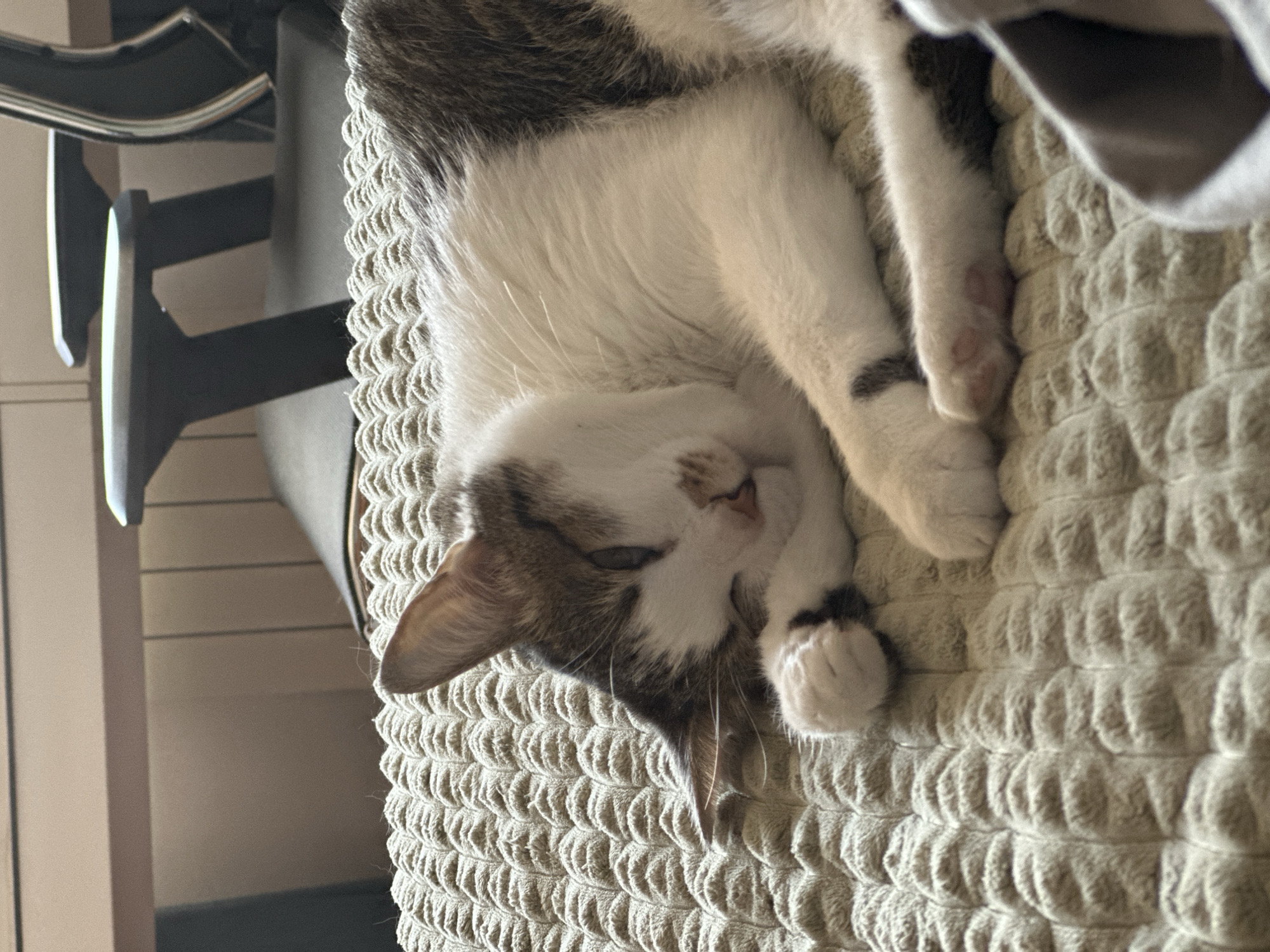 A white and brown tabby cat is sleeping upside down on a textured, light-colored blanket. The cat's head is near the bottom left corner of the image, and its body extends upward. The legs are tucked up near its face. Part of a black office chair is visible in the top left of the frame. The blanket appears to be on a piece of furniture, possibly a chair or couch.
The location in Krasnoyarsk, Russia, is not evident from the image.