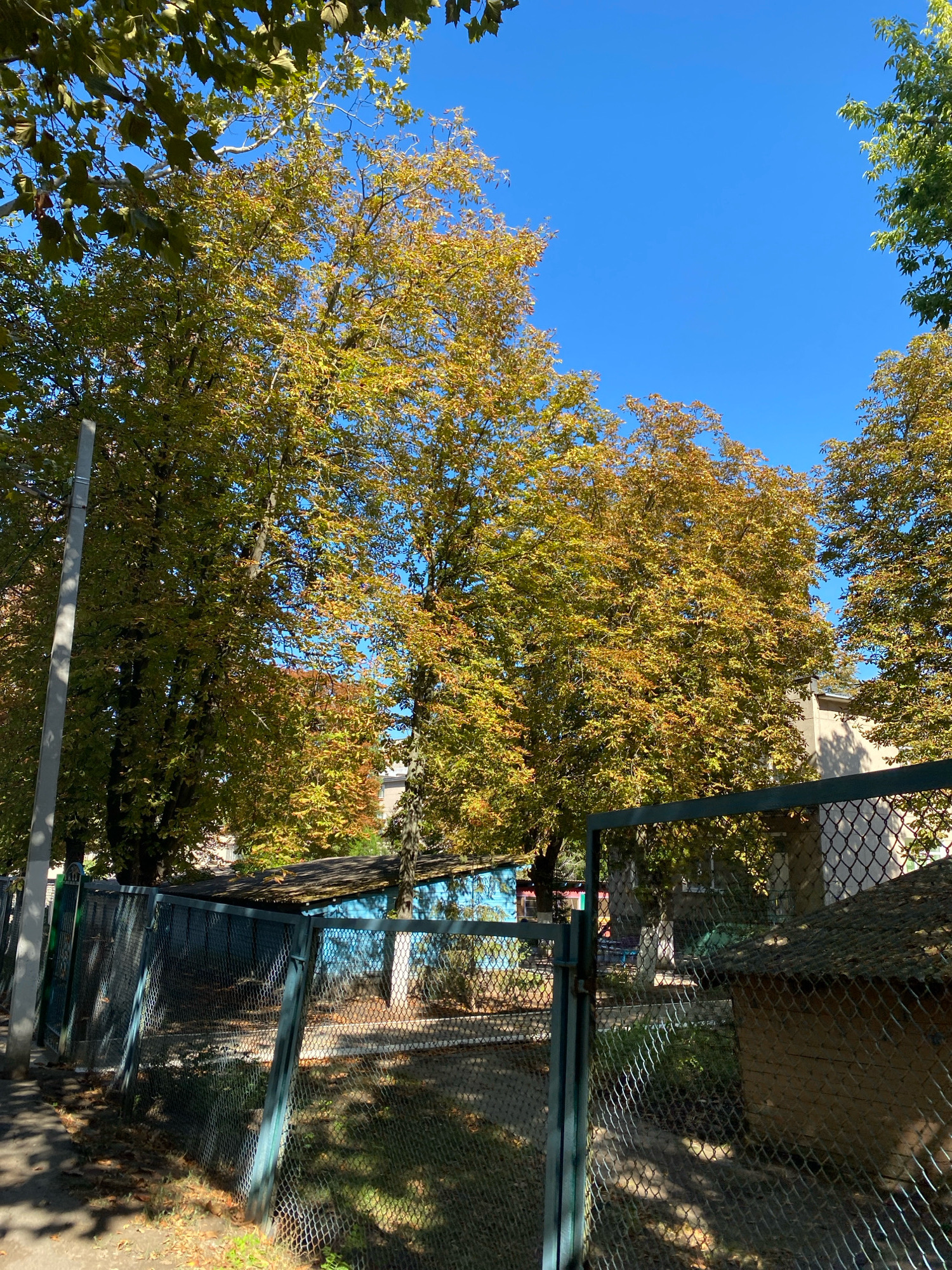 This image shows a view through a chain-link fence towards a blue building with a dark roof. Tall trees with yellow and green leaves are in the background, against a clear blue sky. A concrete pole is visible on the left side of the frame, and the ground in front of the fence is covered with fallen leaves. The scene is likely located in Chornomorsk, Ukraine, given the context of the request.