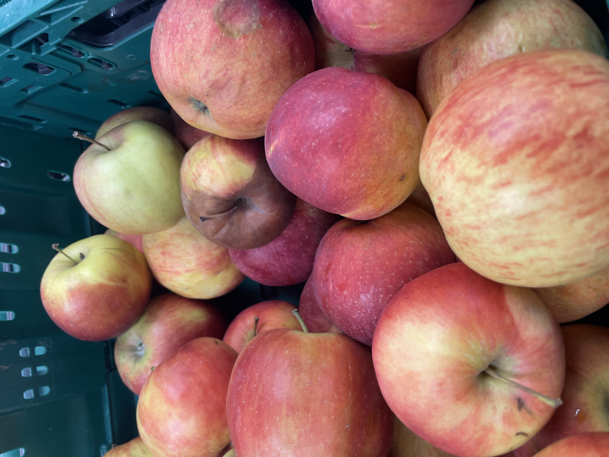 A close-up, overhead shot captures a bounty of ripe apples nestled within a green plastic crate. The apples, exhibiting a spectrum of red and yellow hues, are densely packed, with some showing slight bruising or imperfections. The crate's textured surface and dark green plastic are visible in the background, suggesting a market or grocery store setting. The lighting is bright, highlighting the apples' vibrant colors and smooth, rounded shapes. The overall impression is one of abundance and freshness, with the focus squarely on the fruit. The specific location in Zemun Urban Municipality, Serbia, is not discernible from the image itself.