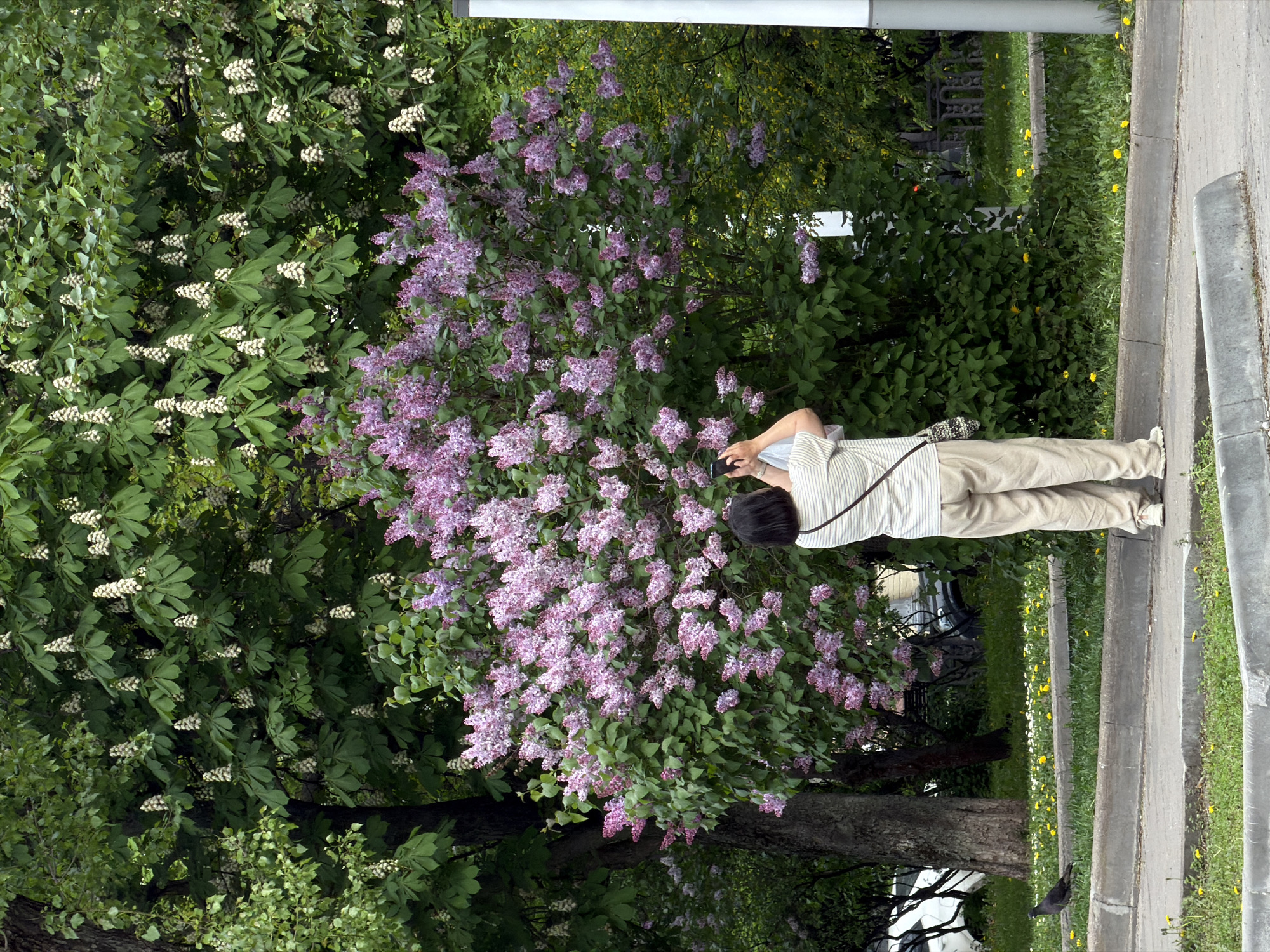 A person is standing on a sidewalk next to a curb, taking a picture of a lilac bush with a mobile phone. The person is wearing light-colored pants, a striped shirt, and dark shoes. A bag hangs over their shoulder. The lilac bush is in full bloom with purple flowers, and there are other trees and greenery in the background. Yellow flowers are scattered on the grassy area between the sidewalk and a metal fence. The location is in Moscow, Russia.