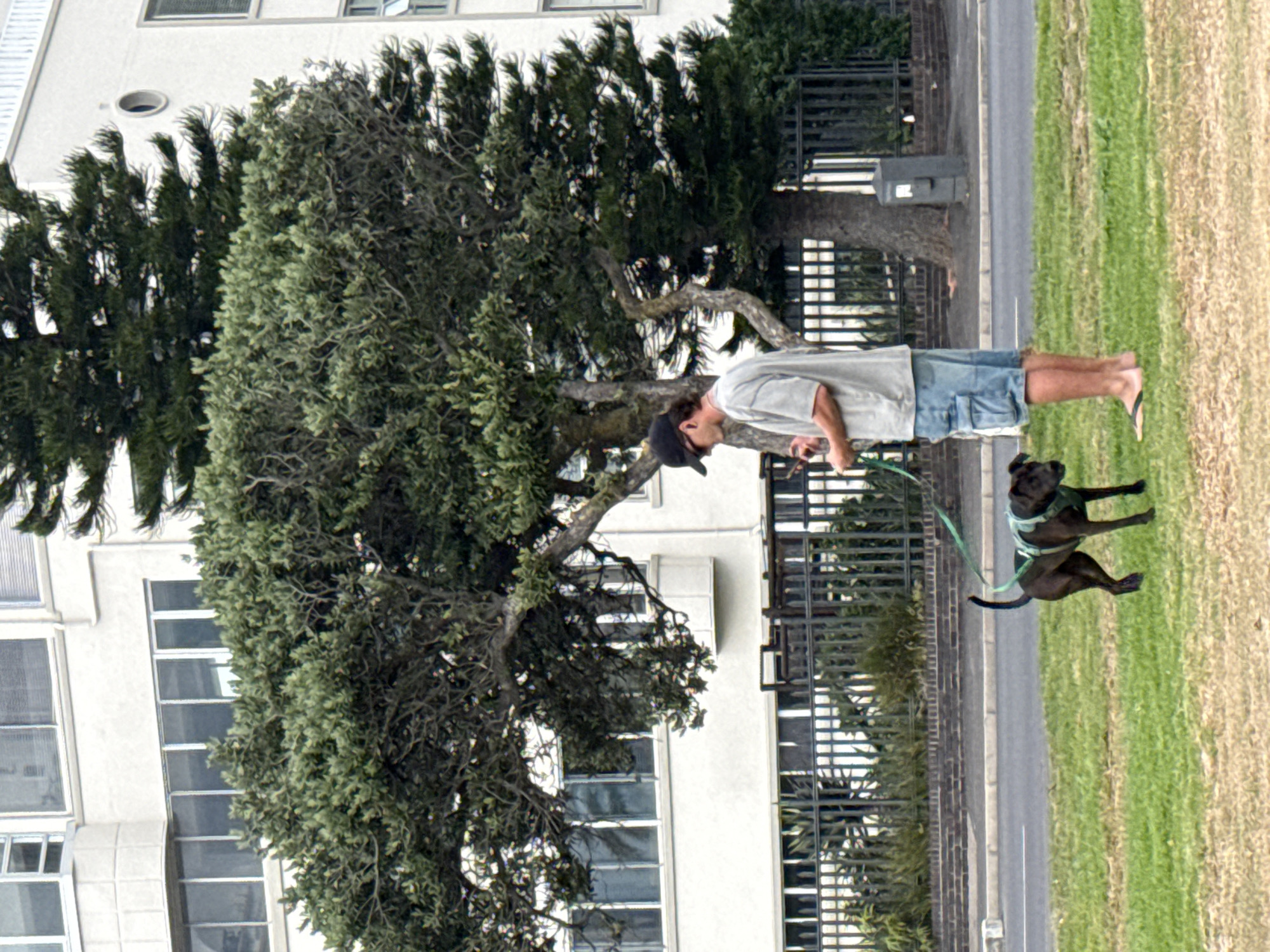 A person, barefoot and wearing a baseball cap, a light gray t-shirt, and blue shorts, is walking a dark-colored dog with a green leash on a grassy area adjacent to a sidewalk and a road. A metal fence runs along the sidewalk. Behind the fence are green bushes, and behind the bushes is a building with multiple windows and trees. The location is likely Cape Town, South Africa.