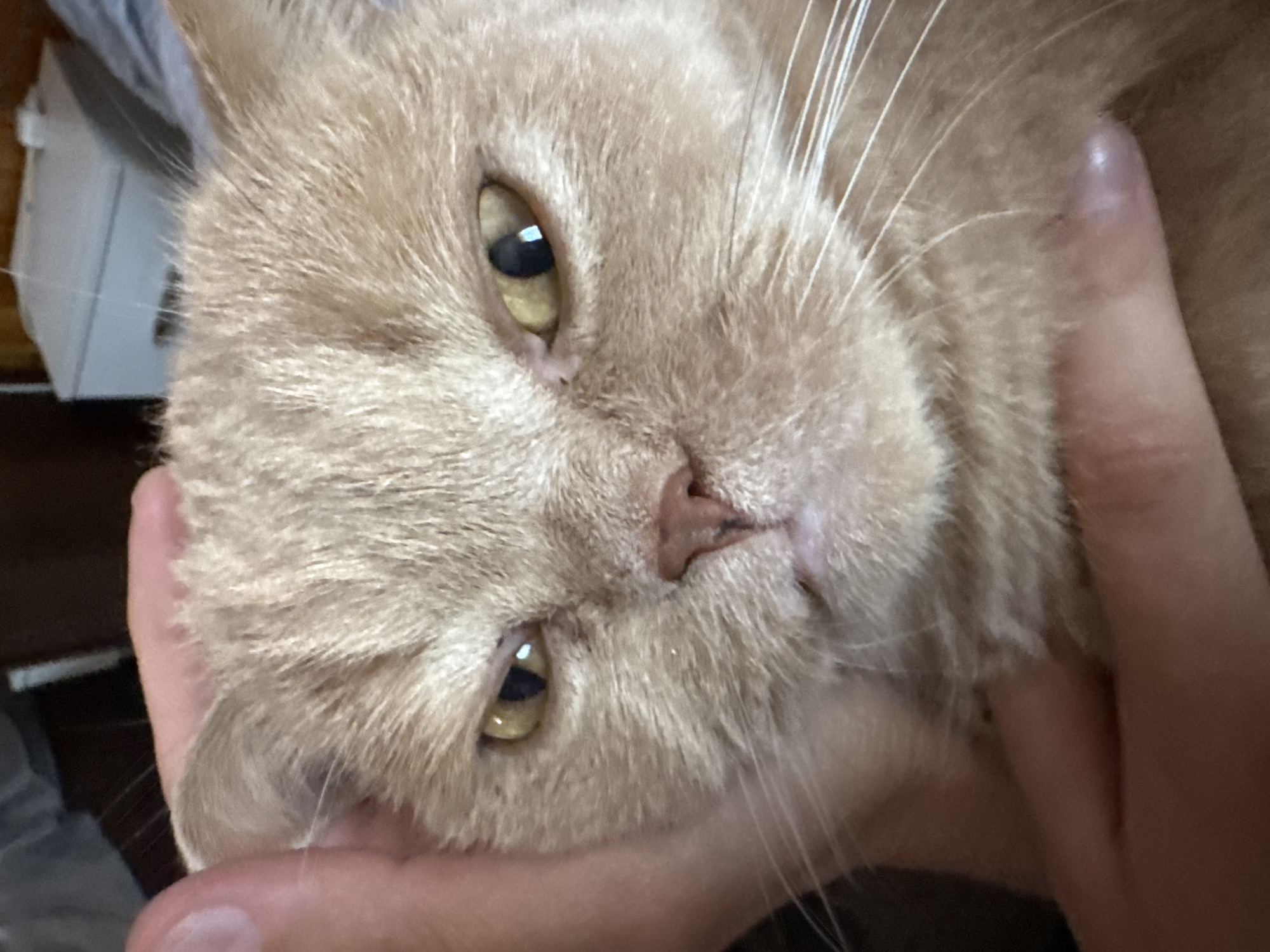A close-up, eye-level shot shows a light orange tabby cat being held by a person's hands. The cat's face is the primary focus, with its eyes open and looking forward. The person's hands are supporting the cat's head and chin, with fingers visible on the left and right sides of the cat's face. The background is out of focus, showing what appears to be a blurred interior setting with furniture. The image has a shallow depth of field, emphasizing the cat's features.