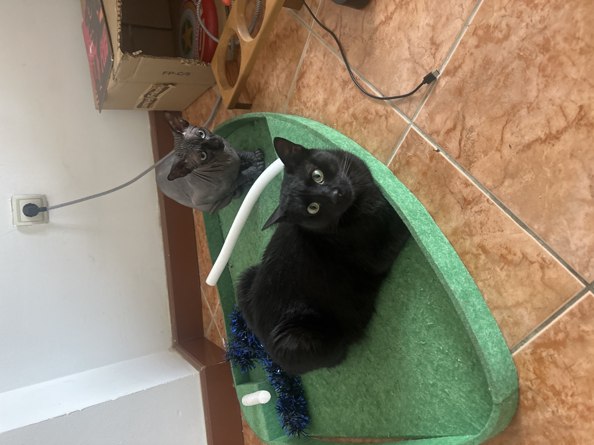 Two cats are sitting on a green pet bed. One cat is black and is sitting closer to the camera. The second cat is a hairless cat and is sitting slightly behind the black cat. The pet bed is located in a corner of a room, next to a wall and a floor with brown tiles. The location is unknown.