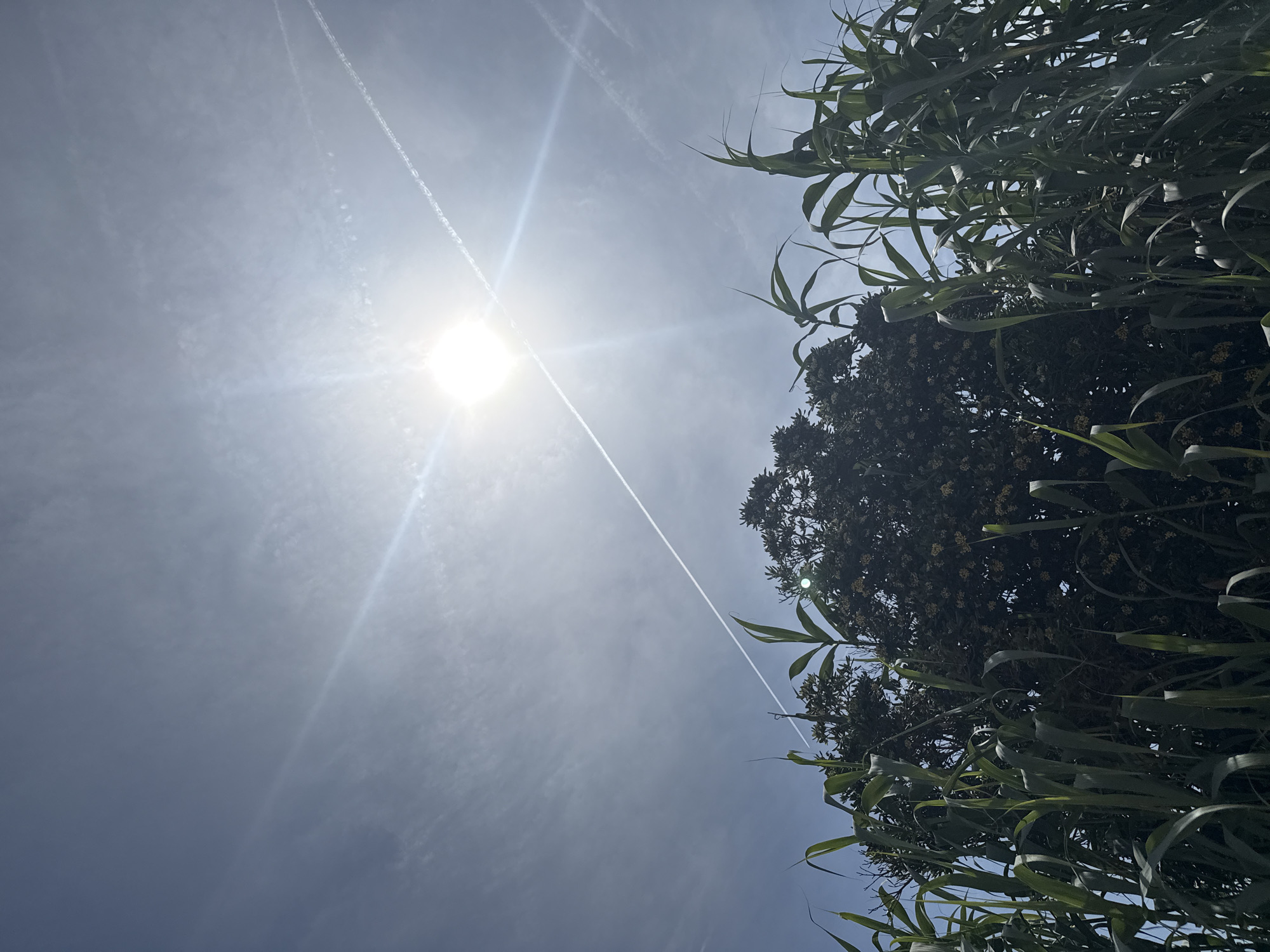 The image is a low-angle shot of the sky on a sunny day. The sun is visible in the center of the frame. Two contrails intersect near the sun. Part of a tree with long, green leaves is visible on the right side of the image. The location, Barcelona, Spain, is not discernible from the image.