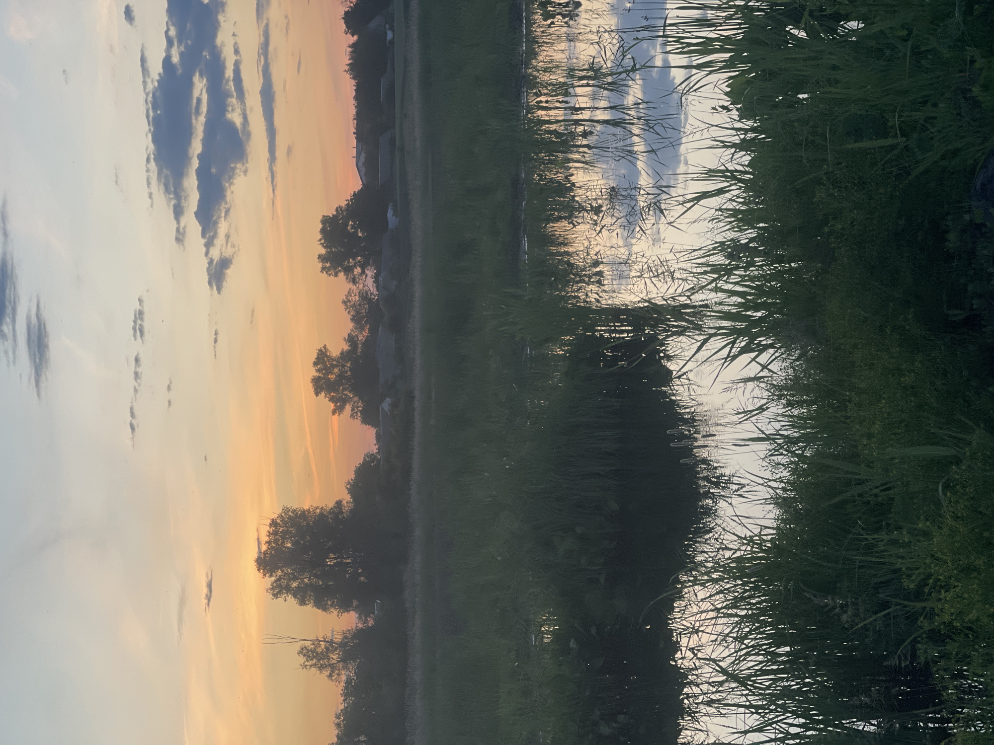 This image depicts a rural or semi-rural landscape at either sunrise or sunset, in the city of Unknown, Unknown. The upper sky displays a gradient from light blue at the zenith to a prominent orange and peach hue at the horizon, featuring scattered cirrus and cumulus clouds, some of which are dark grey. Along the distant horizon, a dense line of dark-silhouetted deciduous trees is visible, with several structures, possibly houses or outbuildings, identifiable by their light-colored roofs against the brighter sky. The midground is dominated by a calm body of water, likely a pond or slow-moving stream, bordered by extensive patches of dark green tall grasses and other marsh vegetation. The water's surface reflects the sky's colors, including the blue and orange tones and cloud formations. The foreground is heavily populated with dense, dark green foliage, comprising tall blades of grass and various bushy plants, obscuring the immediate bank of the water. No individuals, animals, or active subjects are present within the frame.