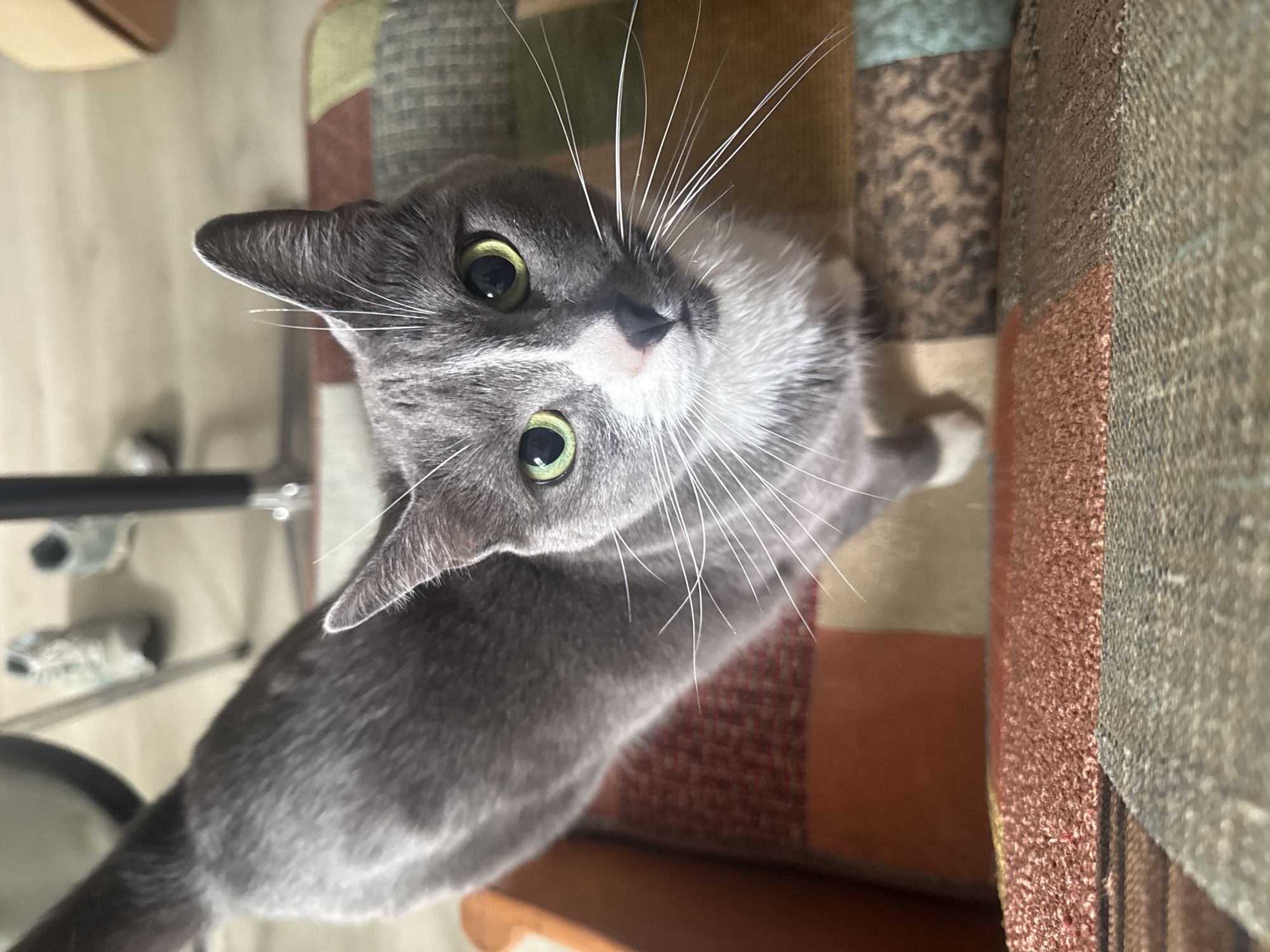 A domestic shorthair cat with gray and white fur is looking directly at the camera. The cat has green eyes, a white chest and paws, and is sitting on a chair with a patchwork fabric upholstery. The background is blurred, but appears to be an indoor setting with a wooden floor and some furniture, including a chair leg and what looks like a pair of sneakers. There is no indication of the location being in New York City, United States of America.