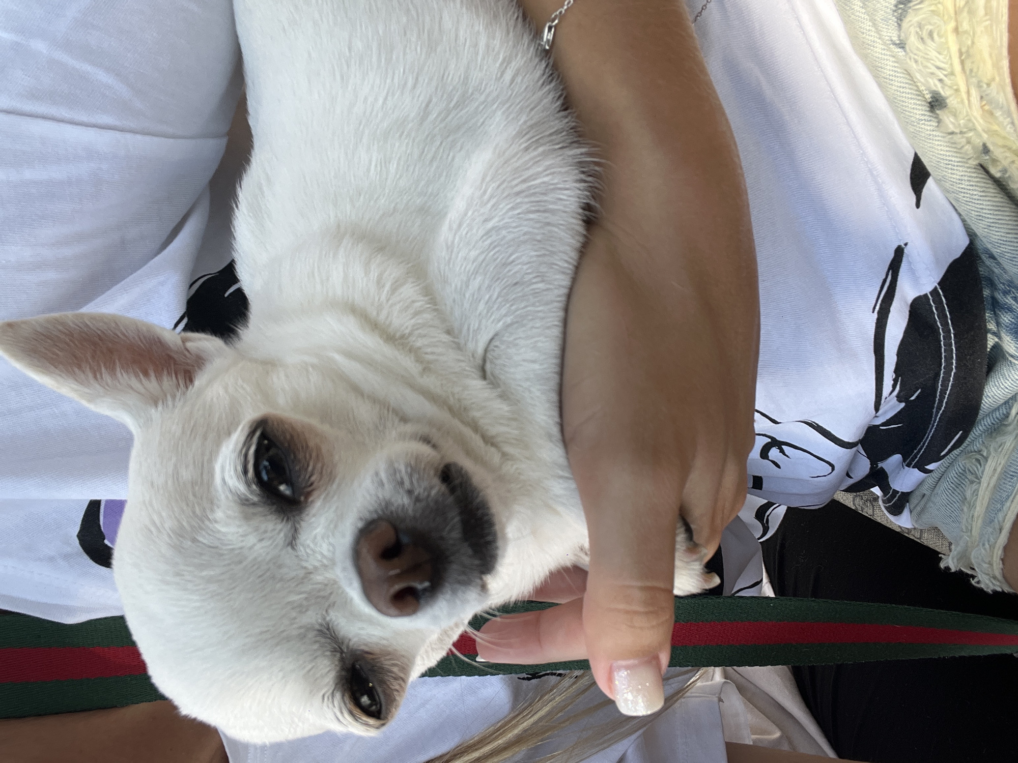 A close-up, high-angle, outdoor shot captures a white Chihuahua being held by a person. The dog, with its head tilted and eyes partially closed, rests in the person's arms, which are visible from the elbow down. The person is wearing a white t-shirt adorned with a black graphic print, denim shorts, and a bracelet on their right wrist. A green and red striped ribbon, possibly part of a strap or leash, is visible on the left side of the frame. The background is blurred but suggests an outdoor setting, with hints of natural light. The scene does not contain any elements to identify a specific location in Fontanka, Ukraine.