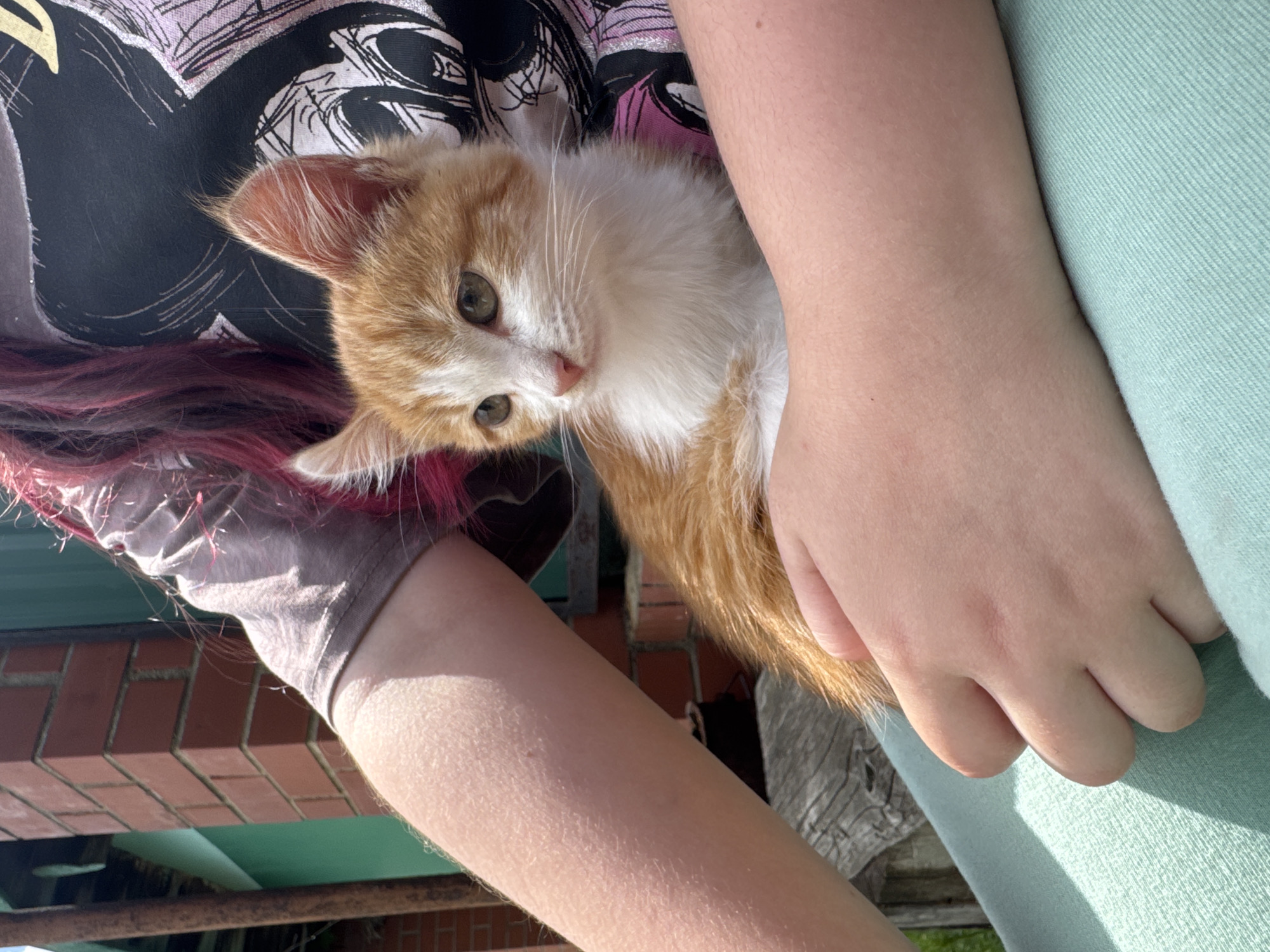 In Starokhalilovo, Russia, a young orange and white kitten is being held in the arms of a person wearing a grey t-shirt with a graphic print and mint green pants. The kitten is looking to its left, with its head tilted slightly. The person's arms are around the kitten, supporting its body. The background shows a brick wall and a green fence, suggesting an outdoor setting, possibly a yard or garden. Sunlight is casting shadows, indicating it is daytime.