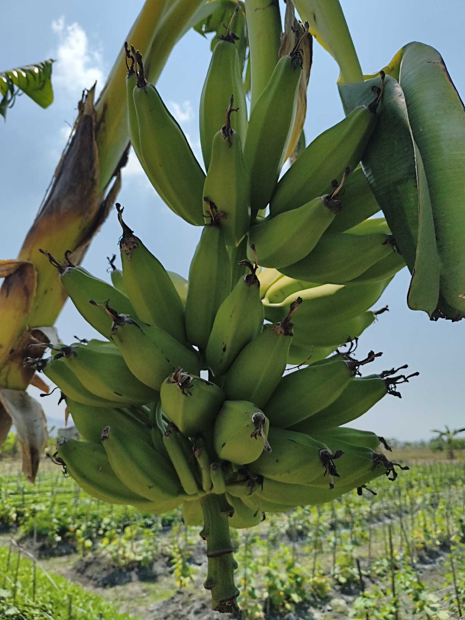 A bunch of unripe green bananas hangs from a stalk against a bright blue sky with scattered white clouds. The bananas are arranged in multiple hands, with individual fruits showing a slight curve and a dark tip where they attach to the stalk. Some of the banana leaves are visible, some are a vibrant green, while others show signs of drying and browning at the edges.
Below the bananas, a lush green field stretches into the distance. Rows of smaller plants, likely crops, are visible, interspersed with dark soil. The field appears to be under cultivation. In the far background, a few trees are scattered, and a hint of a structure or building can be seen. The overall impression is of an agricultural setting, possibly a banana plantation, under clear daylight conditions in Rengel, Indonesia.