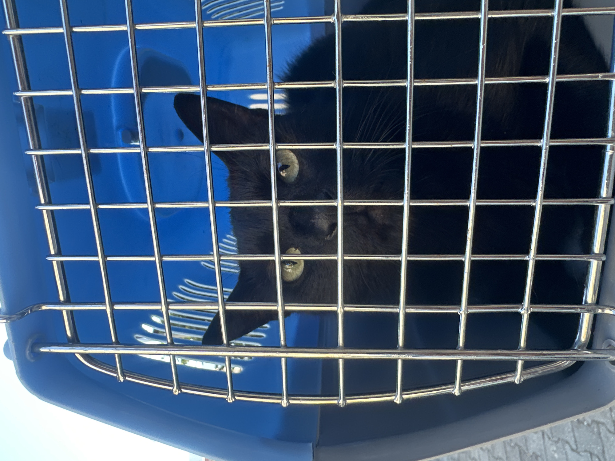 A black cat with green eyes is inside a blue pet carrier. The carrier has a metal grate door. The cat is looking directly at the camera. The background is blurred and appears to be outdoors with sunlight. The scene is likely in Budva, Montenegro, given the context.