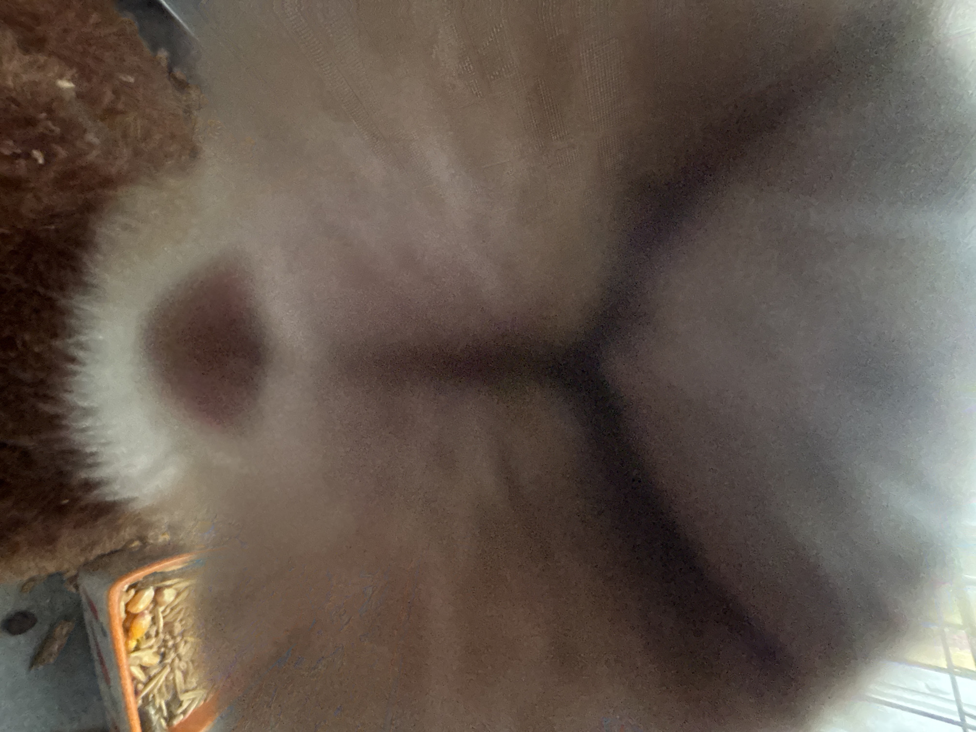 The image is a close-up, blurry photograph of a rabbit, taken from a low angle, likely from within its enclosure. The rabbit's fur, predominantly white and tan, fills most of the frame. To the left, some of its brown fur is visible, along with a portion of an orange and white food bowl containing grains and what appear to be seeds. The background is a soft, out-of-focus blur of brown and grey tones, possibly representing the rabbit's cage or bedding. The lighting suggests an indoor setting, with a brighter area on the right side of the image, possibly indicating a window or light source. The overall impression is one of domesticity and a focus on the animal's immediate surroundings. No people are visible. The location is Shepetivka, Ukraine.