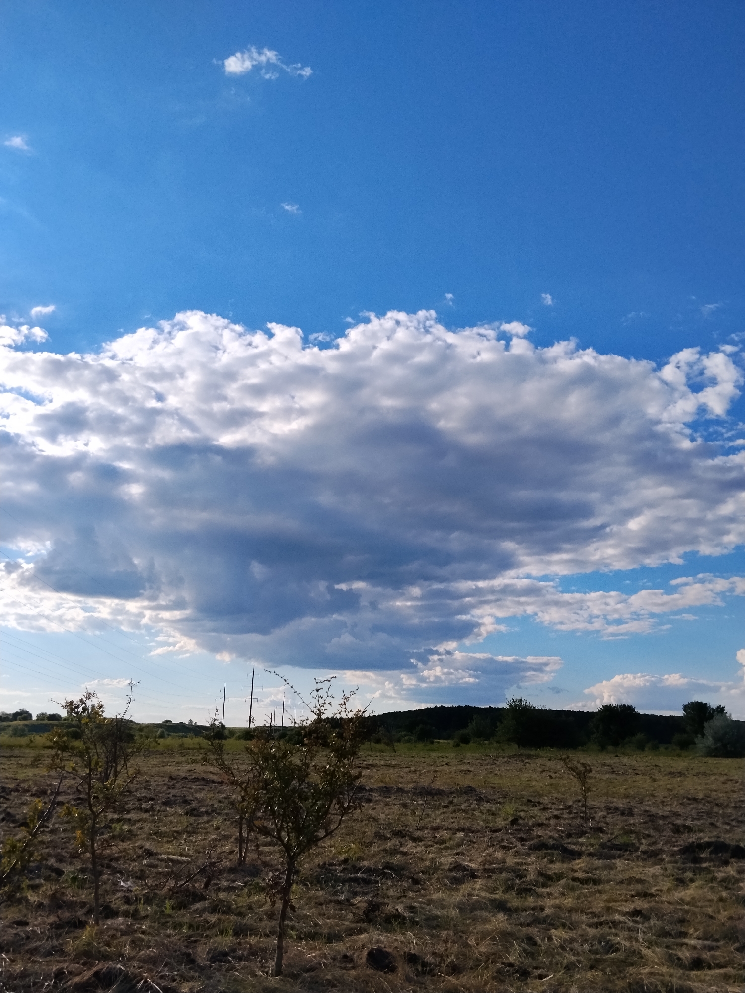 This image depicts a rural landscape in the city of Ustyvytsya, Ukraine. The scene is dominated by a vast blue sky with scattered white and grey clouds, with a large, dense cloud formation taking up a significant portion of the upper half of the frame. Below the sky, a treeless field stretches into the distance, appearing dry and somewhat barren with patches of dry grass and soil. Several small, sparsely leafed trees are visible in the foreground. In the middle ground, a line of utility poles with wires runs horizontally across the scene. The background features a low, dark treeline forming a horizon. The overall impression is one of a wide-open, natural environment under a dynamic sky. There are no people or animals visible in the image.