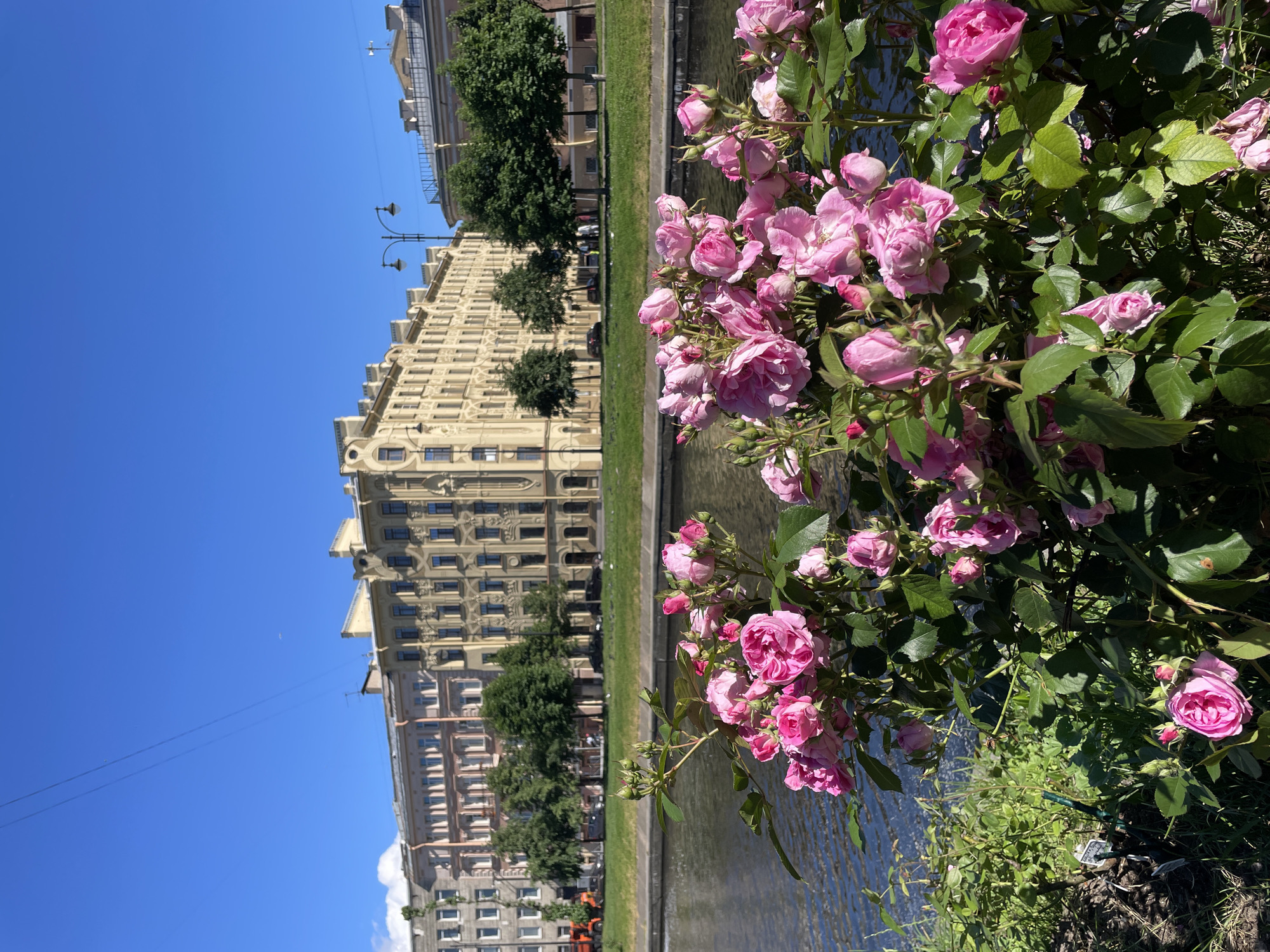 In Saint Petersburg, Russia, along a waterfront, a lush bush of pink roses blooms vibrantly in the foreground. The flowers, in various stages of bloom, exhibit delicate petals and deep green foliage. Behind the roses, a tranquil river flows, its surface reflecting the clear blue sky. Across the river, a row of grand, pale yellow buildings lines the embankment, their ornate facades characteristic of the city's architectural style. Trees are planted in a neat row between the buildings and the river, adding a touch of greenery to the urban landscape. The sky is a vivid, cloudless blue, suggesting a bright and sunny day. The overall scene captures a beautiful juxtaposition of nature's beauty against the backdrop of historical city architecture.