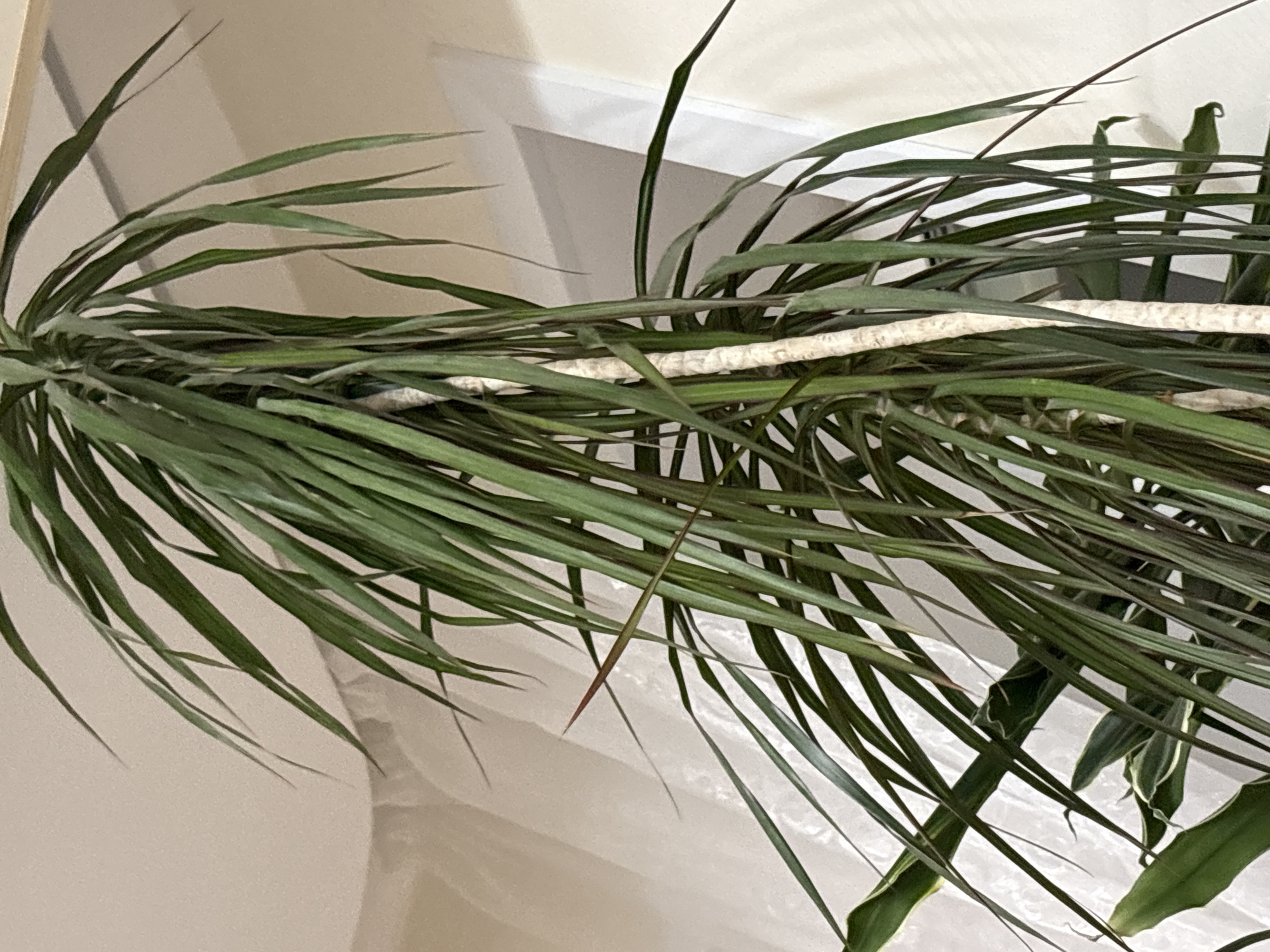 The image shows a dracaena plant. The long, narrow leaves are mostly green with some reddish-brown tips. A thick, textured stem runs horizontally across the middle of the frame. The background is a blurred combination of a light-colored wall and a white, translucent curtain. The location of the plant in Vogulka, Russia, is unknown.