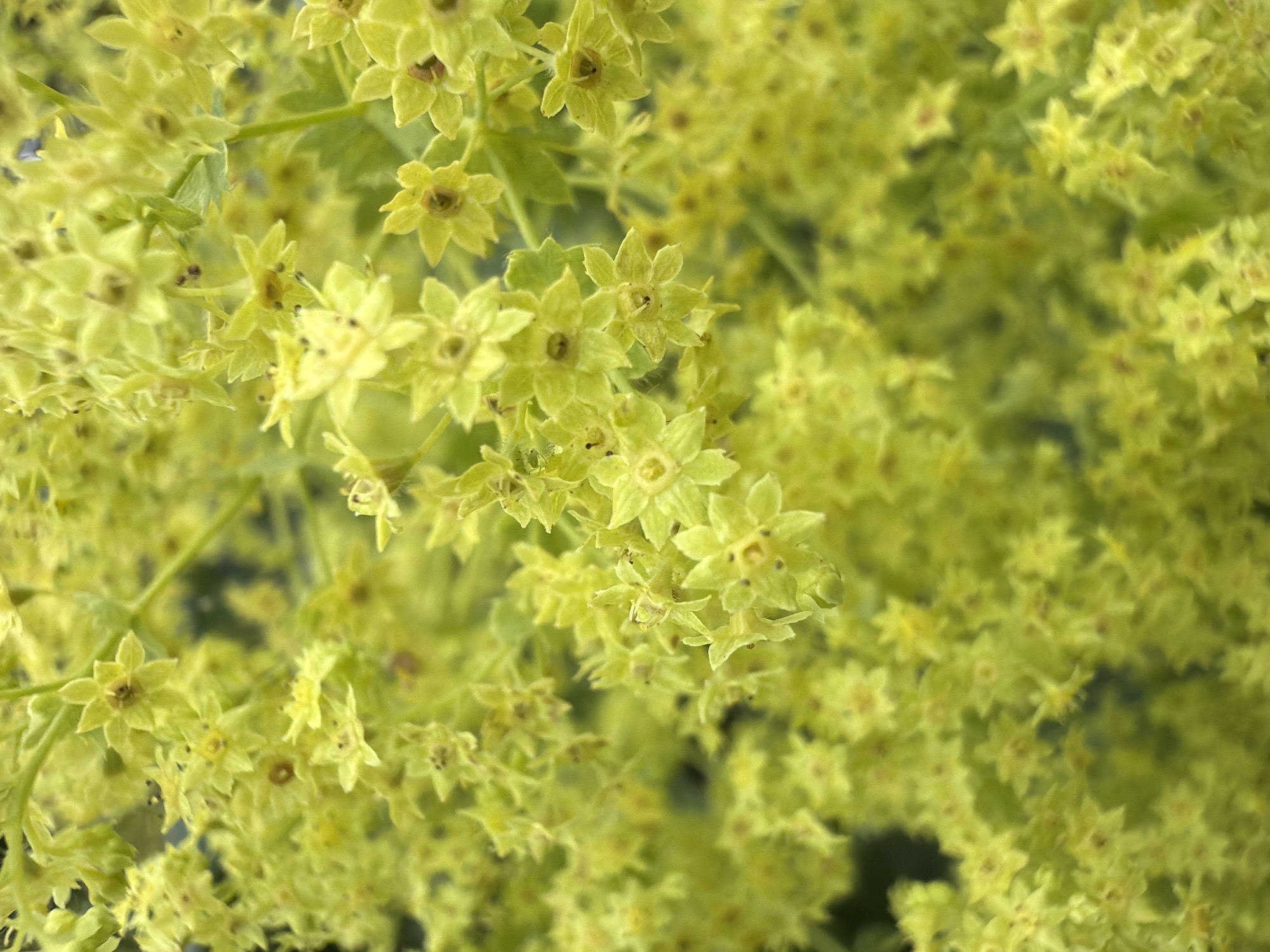 The image displays a close-up, overhead view of a dense cluster of small, star-shaped, light green flowers. The flowers have five pointed petals and a darker center. They grow on thin stems and are densely packed together, creating a soft, fuzzy texture. The lighting suggests an outdoor setting, with a shallow depth of field that blurs the background and some of the flowers. There are no people, actions, or interactions visible. The specific location in Madona, Latvia is not discernible from the image.