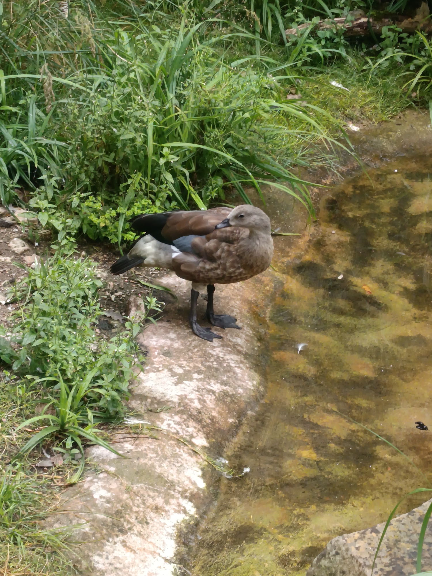 A solitary duck with brown and gray plumage stands on a rocky bank beside a shallow, murky body of water. The duck's head is tilted downwards, as if it is about to drink or forage. Lush green vegetation surrounds the water's edge and grows in the background. The overall scene suggests a naturalistic enclosure, possibly within a zoo or park in Berlin, Germany, given the context provided. There are no people visible in the image, and no specific actions or interactions are occurring, other than the duck's stance.