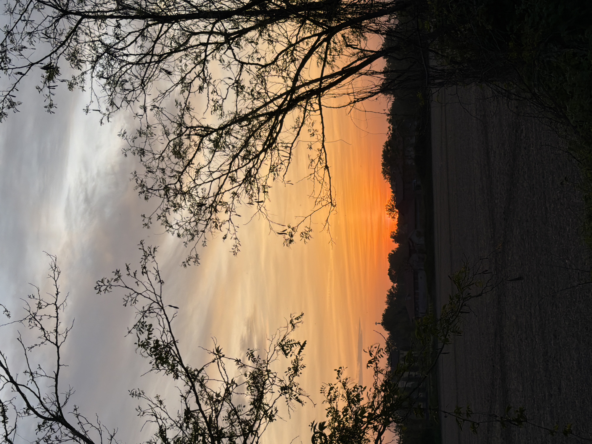 The image shows a landscape at dawn or dusk, with a vibrant orange sky transitioning to a gray, cloudy sky. Silhouetted trees frame the scene, their bare branches reaching into the sky. A dark field stretches horizontally across the lower portion of the image, with a line of trees and possibly buildings visible along the horizon. The image orientation is rotated 90 degrees counterclockwise. There is no evidence in this image to indicate the location of the image in Milan, Italy.
