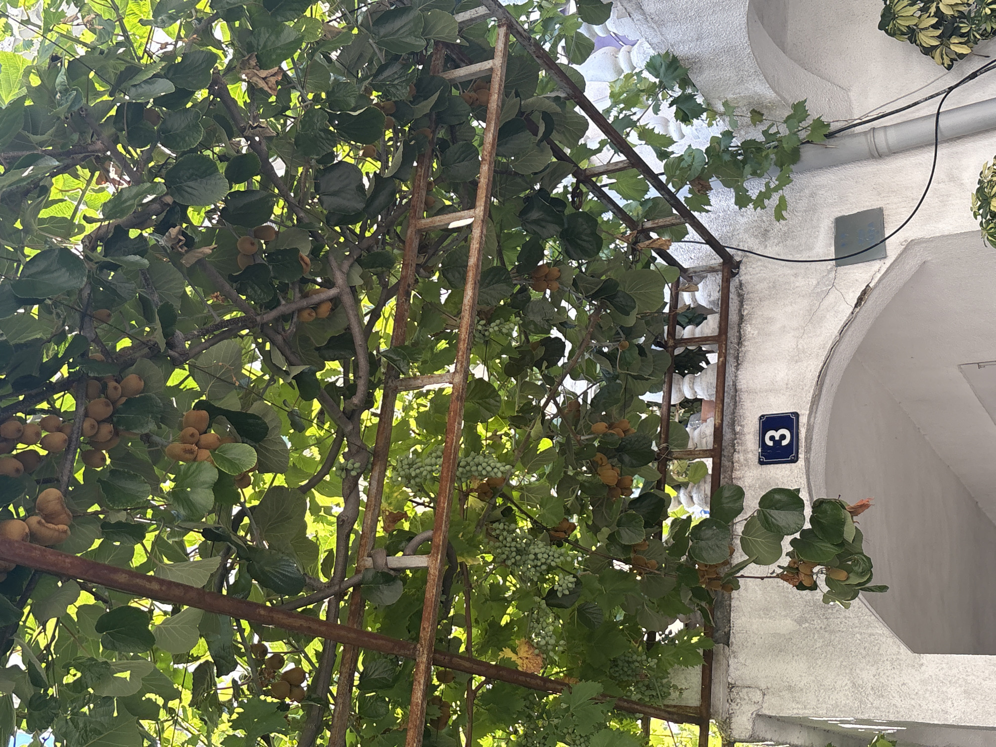 A low-angle, medium shot captures a fruit-bearing vine growing over a metal trellis above a white stucco building with arched entrances. The vine has abundant green leaves and clusters of green grapes and brown, oval-shaped kiwifruit. The trellis is rusted and shows signs of age. On the building wall, a blue rectangular sign with the white number "3" is prominently displayed above an archway. The scene appears to be in a courtyard or alleyway in Budva, Montenegro, suggesting a residential or commercial area with a focus on greenery.