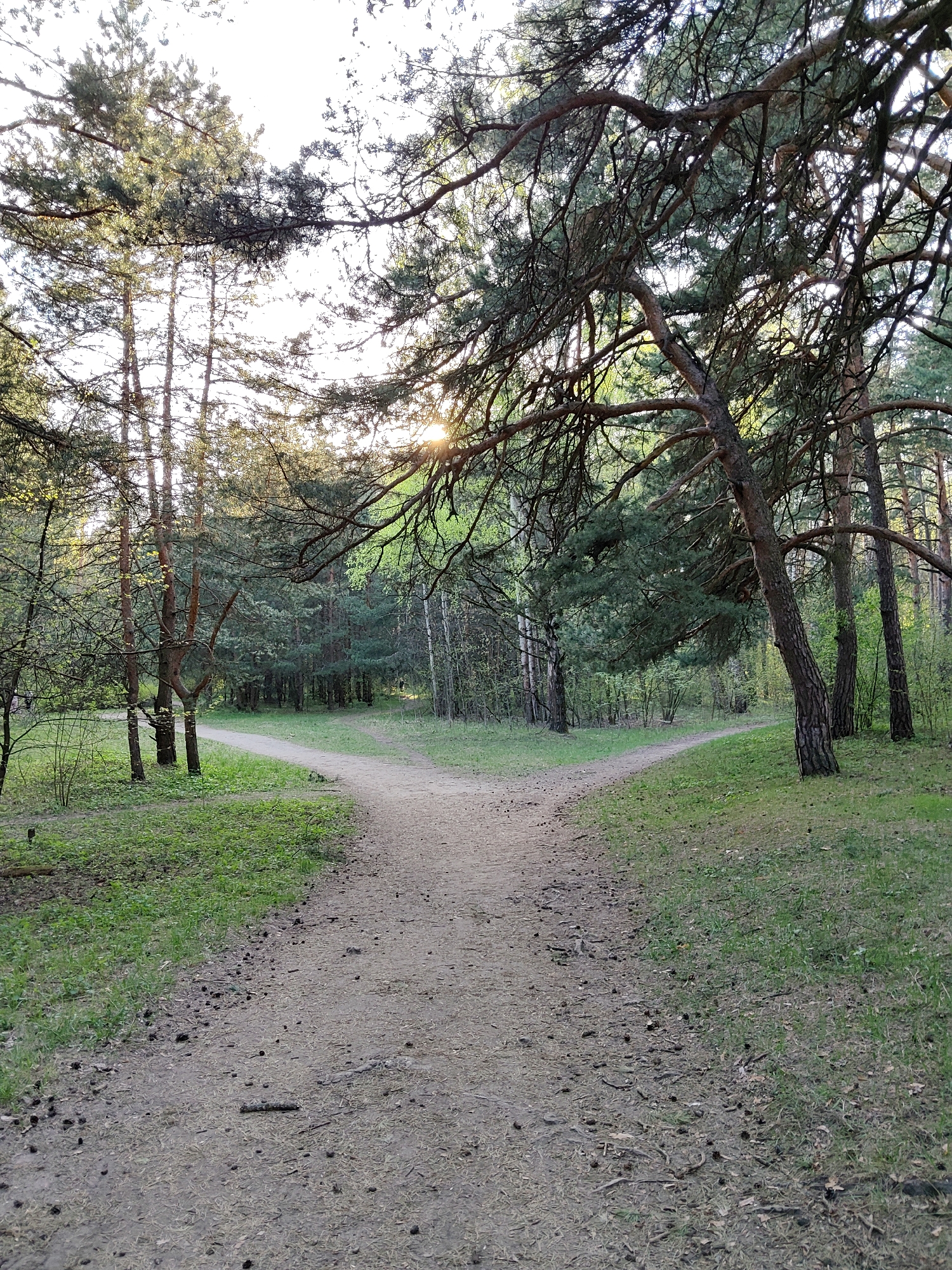 A dirt path forks into two in a wooded area. Trees flank both sides of the path. The sun shines through the trees. The path is littered with small sticks and debris. The ground is covered in sparse grass. The location is Moscow, Russia.