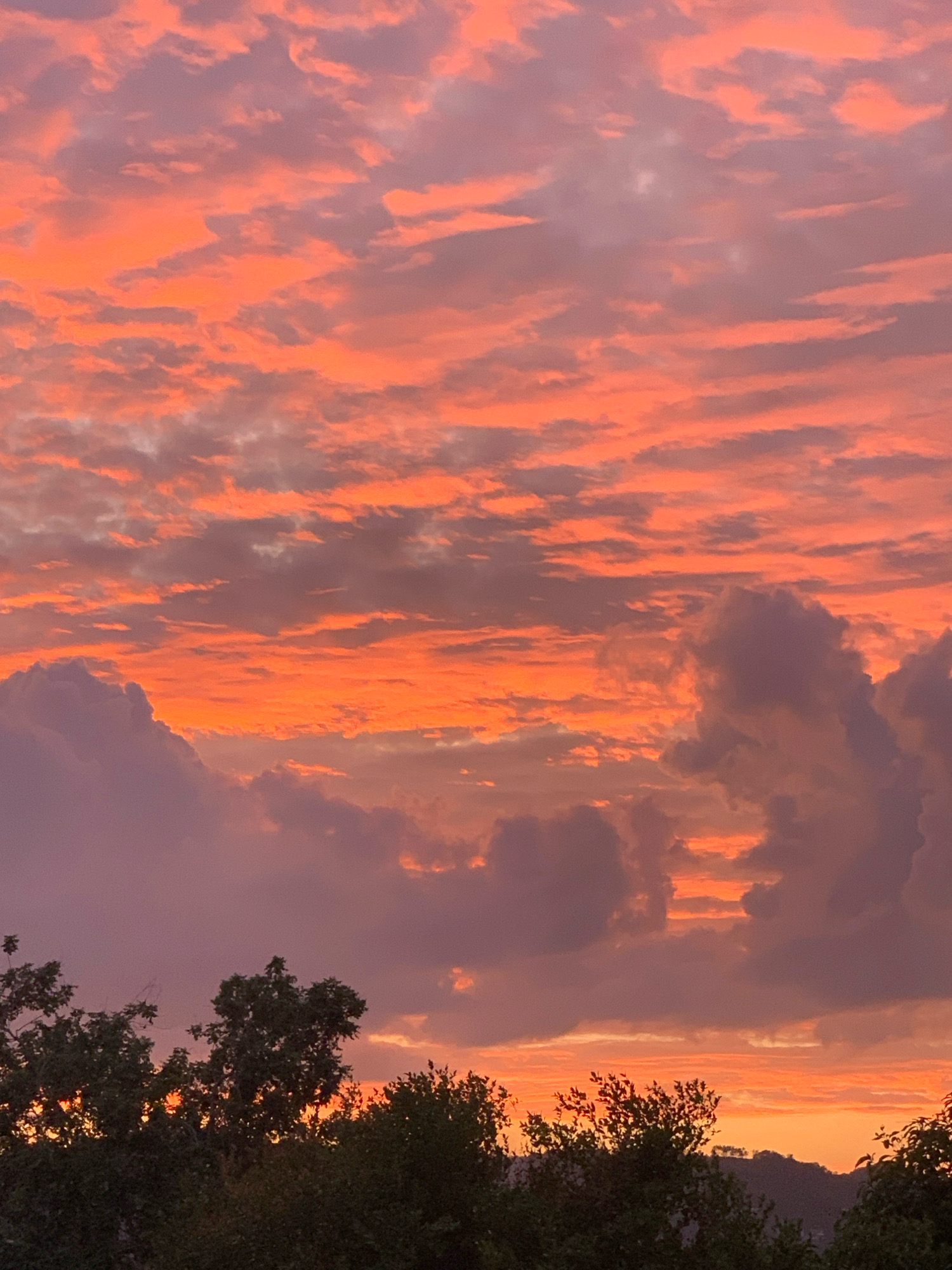 A vibrant sunset paints the sky over Ko Samui District, Thailand, casting a warm orange and pink glow across a vast expanse of clouds. Wispy, thin clouds are illuminated with streaks of fiery orange, creating a dramatic contrast against the softer, purplish hues of the larger cloud formations. The lower portion of the image features the dark silhouettes of lush green trees, their branches reaching upwards towards the colorful sky. In the distance, the faint outline of rolling hills can be seen against the horizon. The scene is serene and natural, with no people or man-made structures prominently visible, focusing entirely on the breathtaking natural spectacle of the sunset.